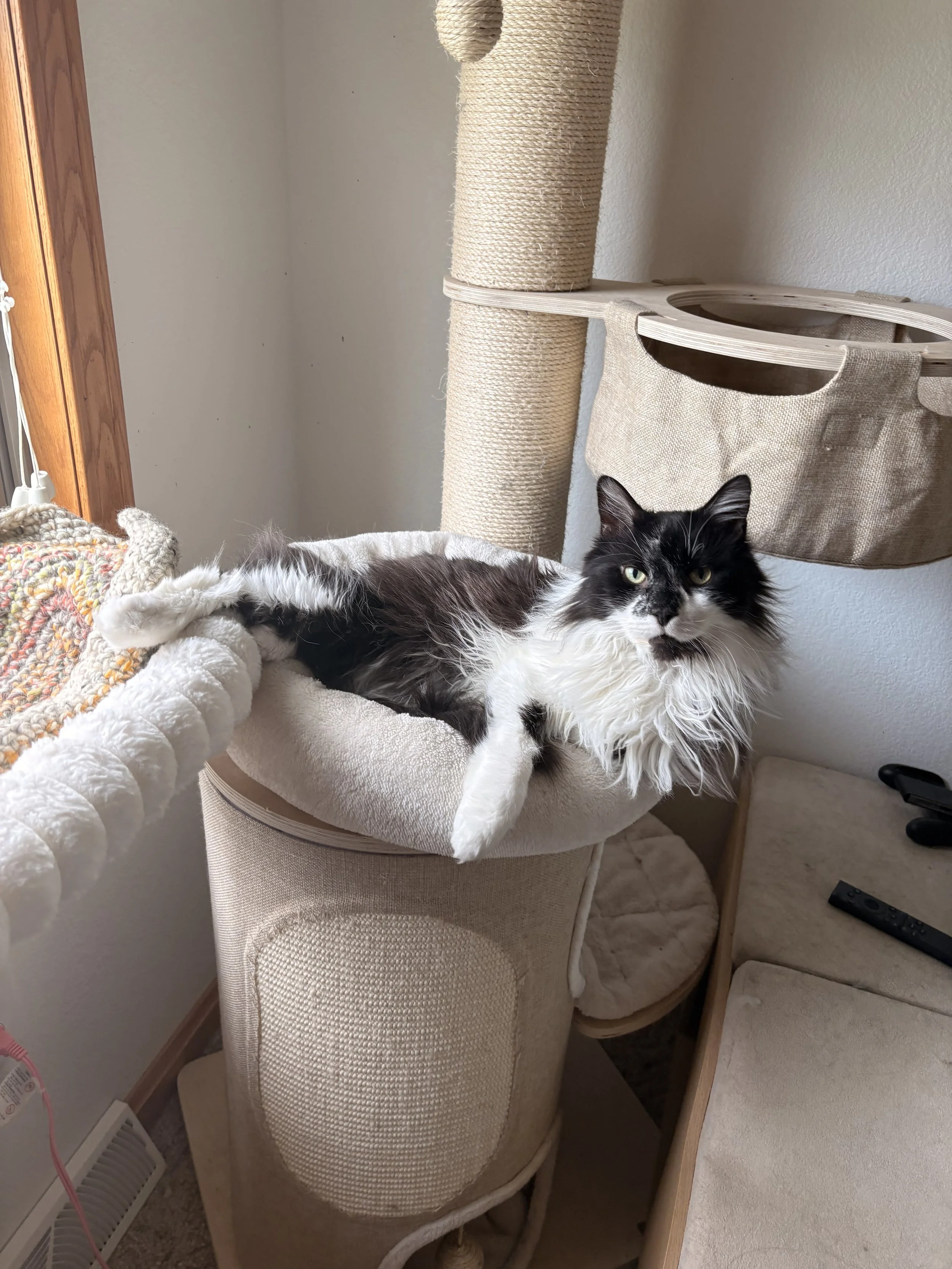 A black and white long-haired cat lying on a beige cat tree with a scratching post and a cozy enclosed space, near a window with a crocheted blanket on the left.