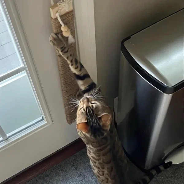 A Bengal cat climbing a vertical scratching post next to a door and a trash can.