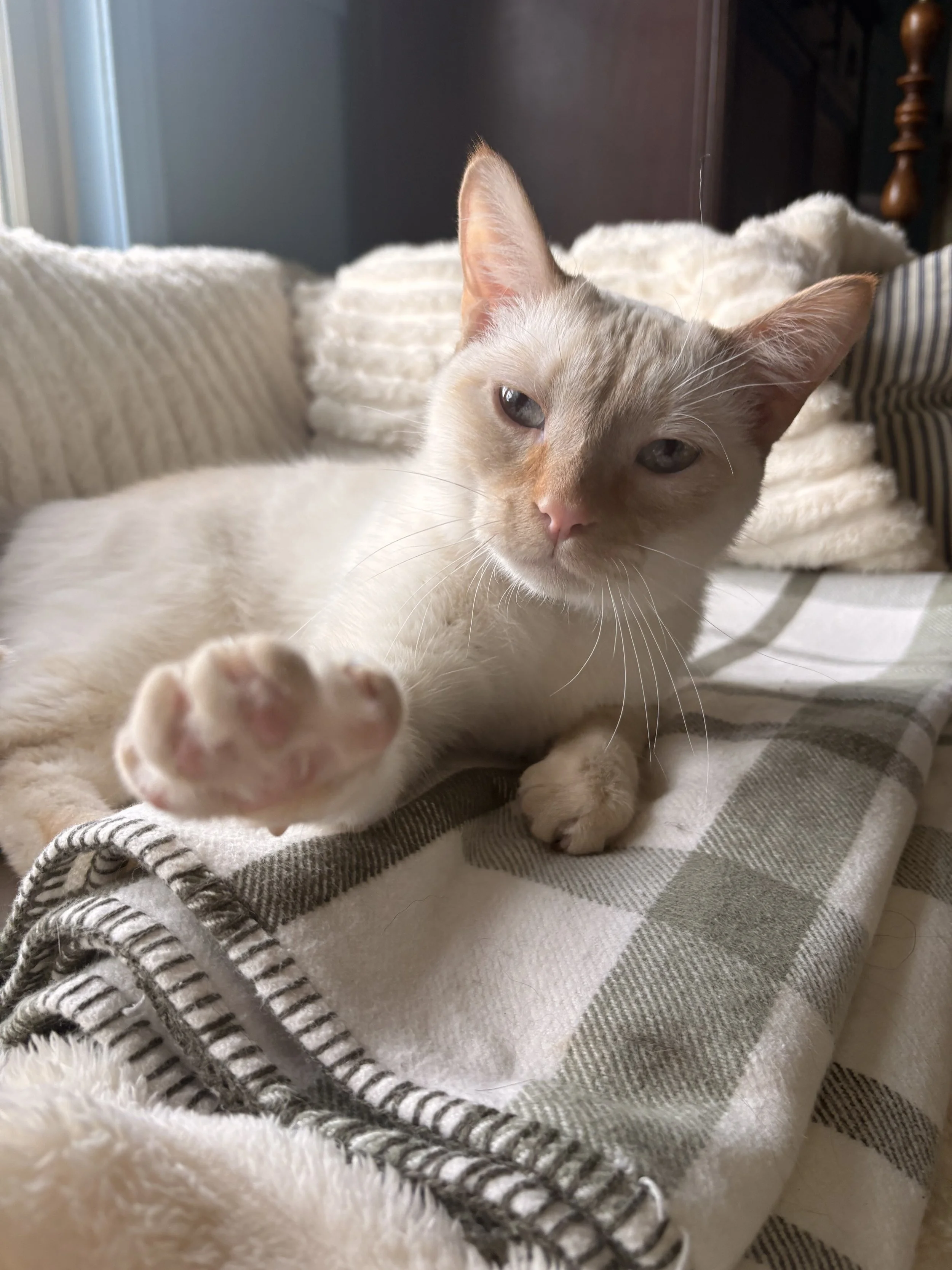 Close-up of a light-colored cat lying on a blanket, looking at the camera with one paw extended forward, soft natural lighting, cozy indoor setting.