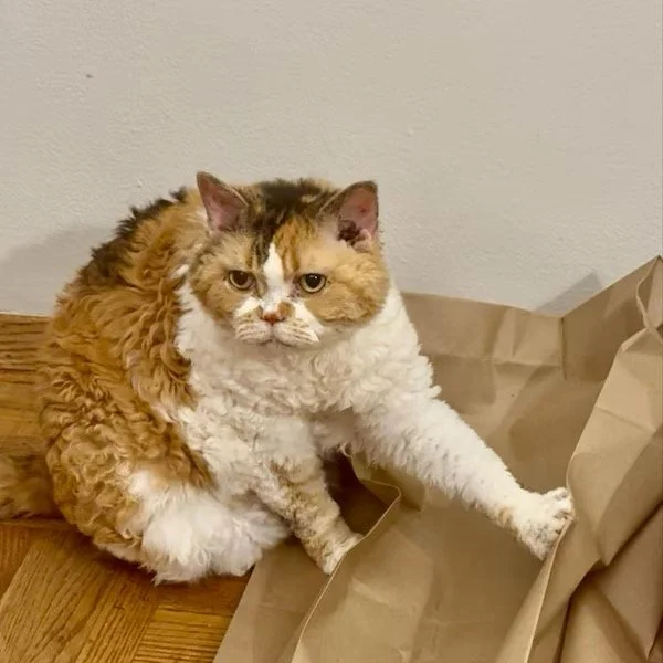 A fluffy cat with brown, white, and tan fur sitting on a wooden floor next to crumpled brown paper.