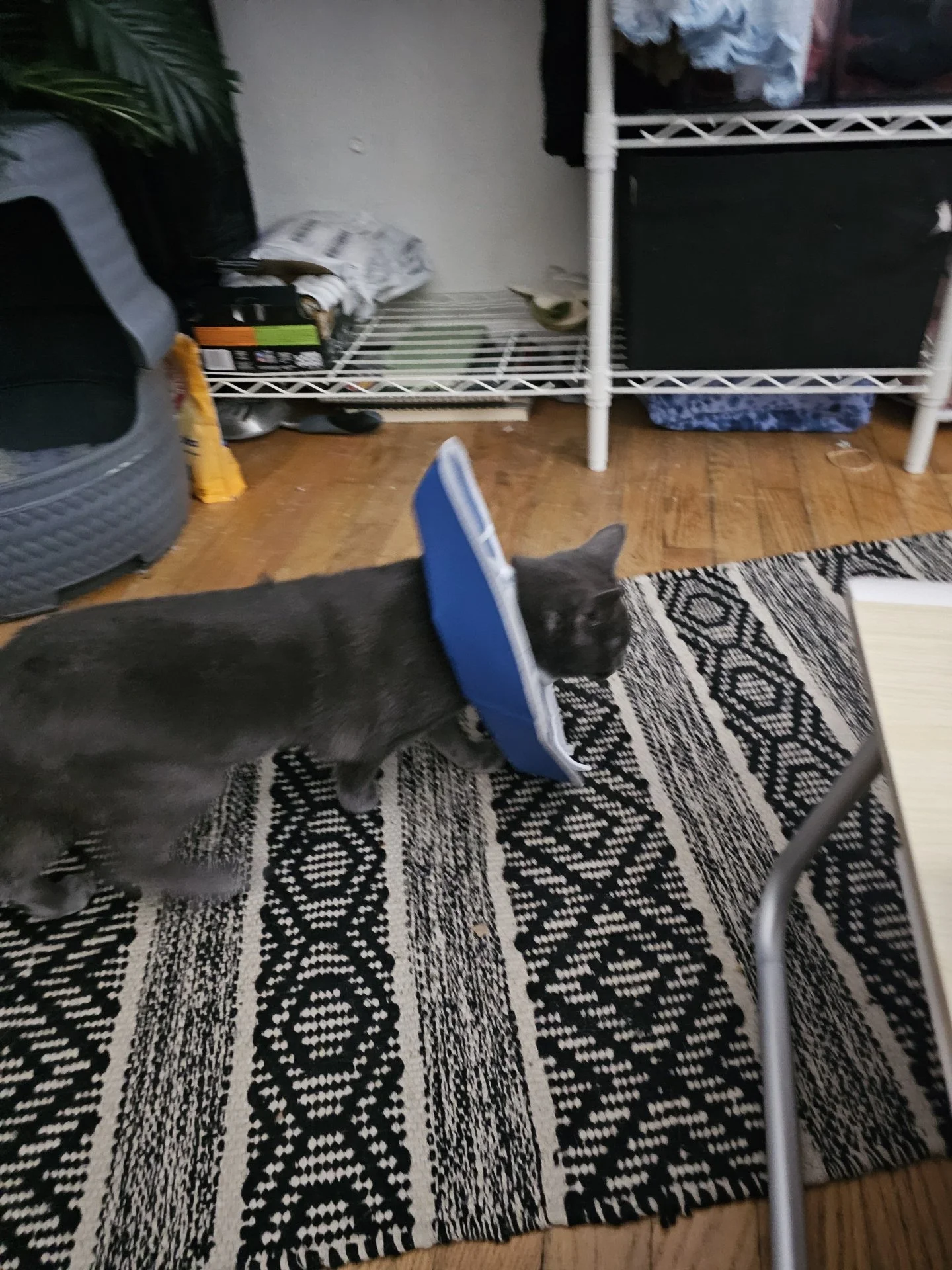 31260200616407.jpeg
