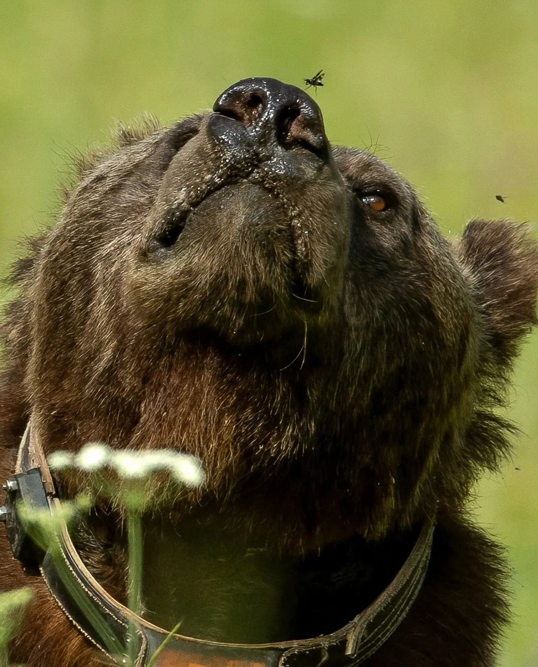 Even grizzly bears aren&rsquo;t immune to the pesky mosquitos of summer. 🦟 

After shaking the bugs off once already, Grizzly Bear 679, aka Bruno, watches as a mosquito lands on the tip of his nose.

#grizzlybear #nature #mosquitos #wildlifephotogra