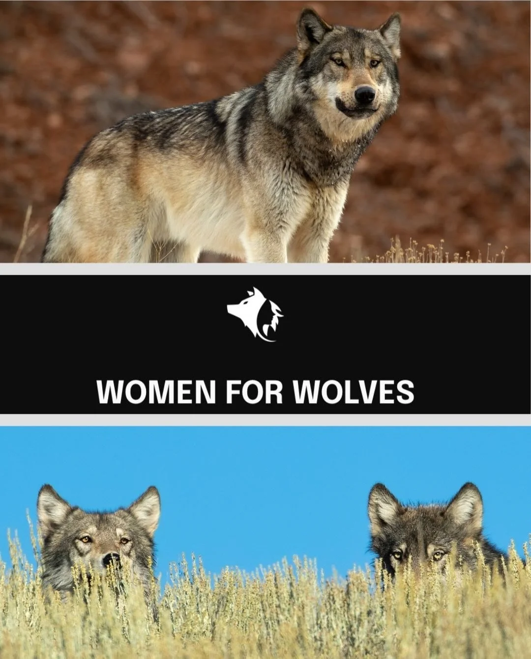 Some photographs become more than memories&mdash;they become a way to give back.

I&rsquo;m honored to release my first two wolf prints, Crimson Echo and Wapiti Watch, with a portion of every sale benefiting @womenforwolves 🐺 

Women For Wolves is a