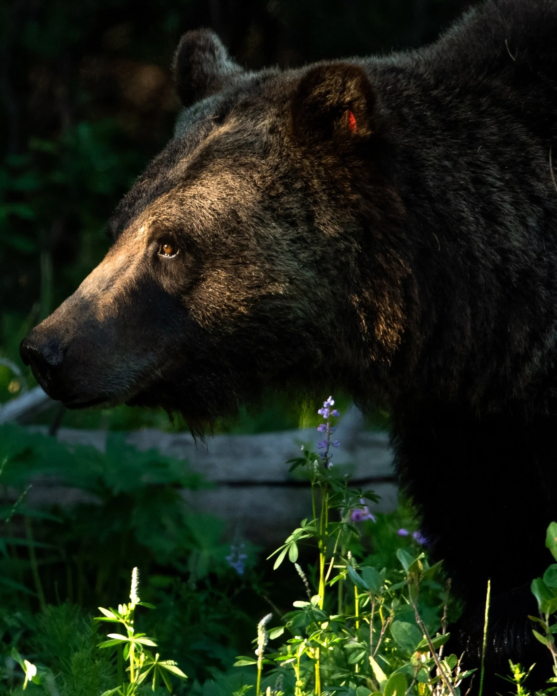 Darkness cannot drive out darkness; only light can do that.

Grizzly Bear 1063 moving through the forest in the scattered sunlight, her three cubs just behind her.

#grizzlybear #wildlifephotography #naturephotography #bearphotography #martinlutherki