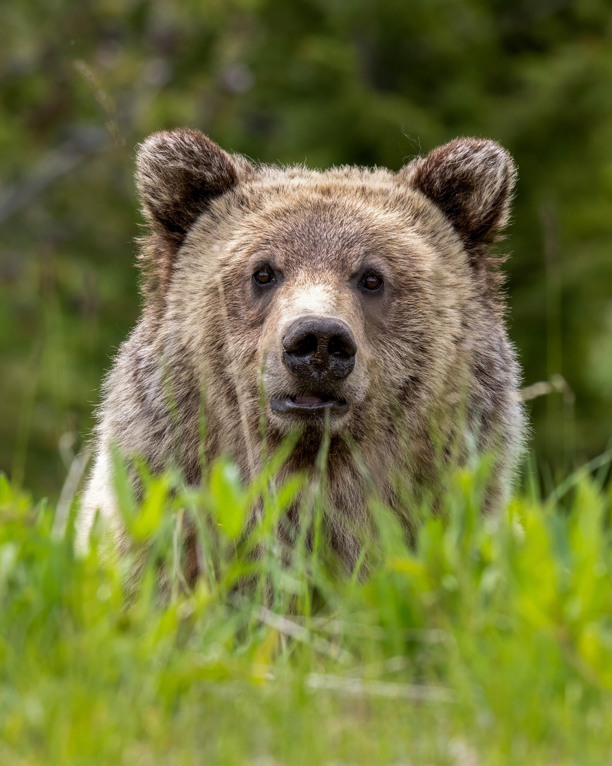 The eye sees only what the mind is prepared to comprehend.

A young Grizzly Bear pauses for a moment as it crests a hill in Yellowstone National Park.

#grizzly #wildlife #yellowstone #photography #nature