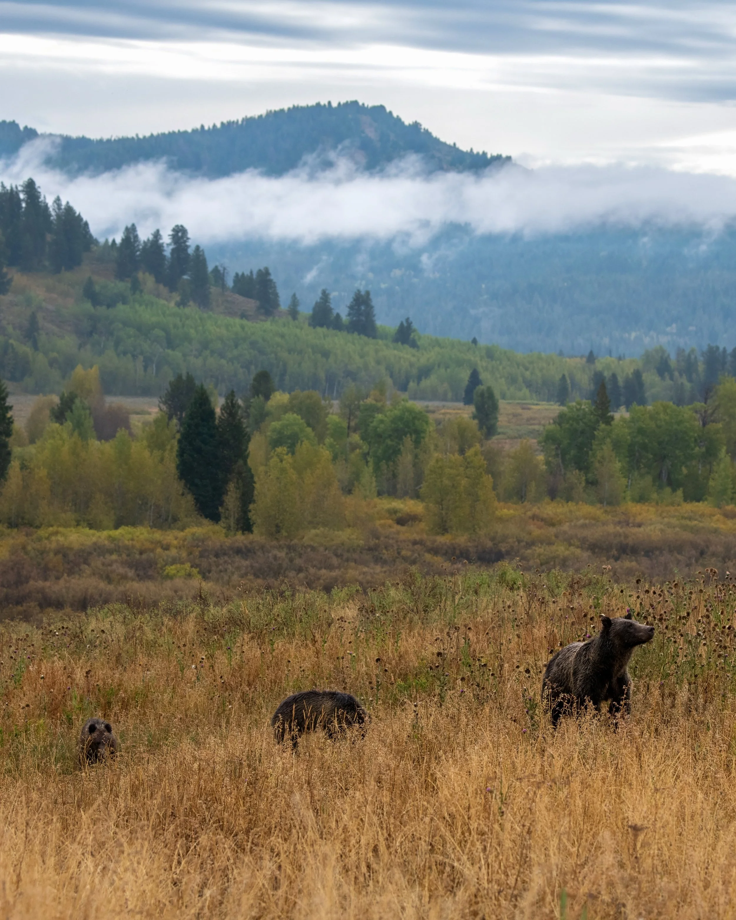 The more you look, the more you find. It&rsquo;s all around you all the time. ✨

Grizzly Bear 610 wanders the meadow with her cubs, digging for food.

#grizzly610 #bearcubs #grizzlybear #wildlife #nature