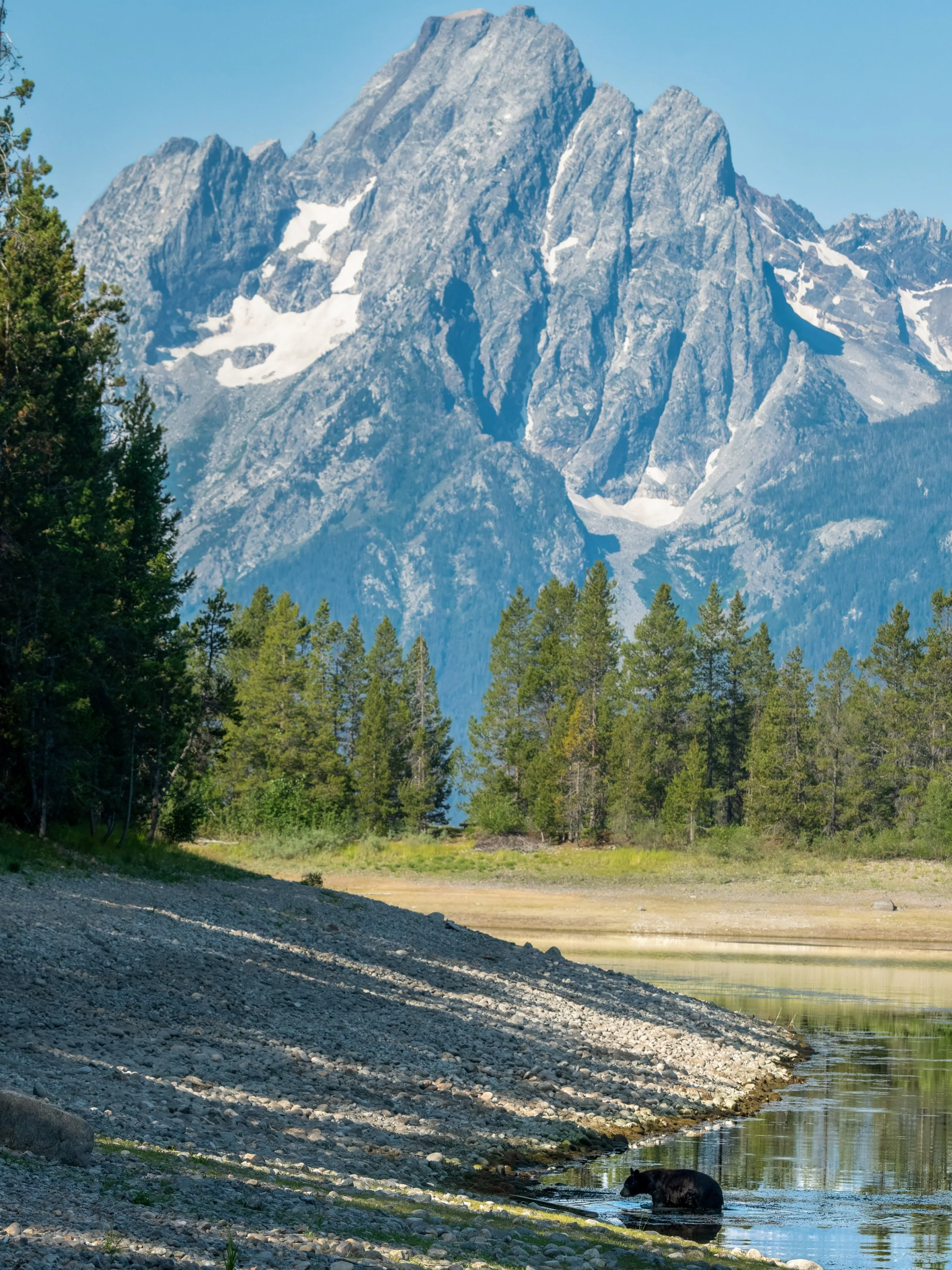 Time flies over us, but leaves its shadow behind. Every second is of infinite value.

Beneath the towering Mt Moran, a black bear cools off in Jackson Lake during a hot summer day.

#grandteton #wildlife #photography #blackbear #summer