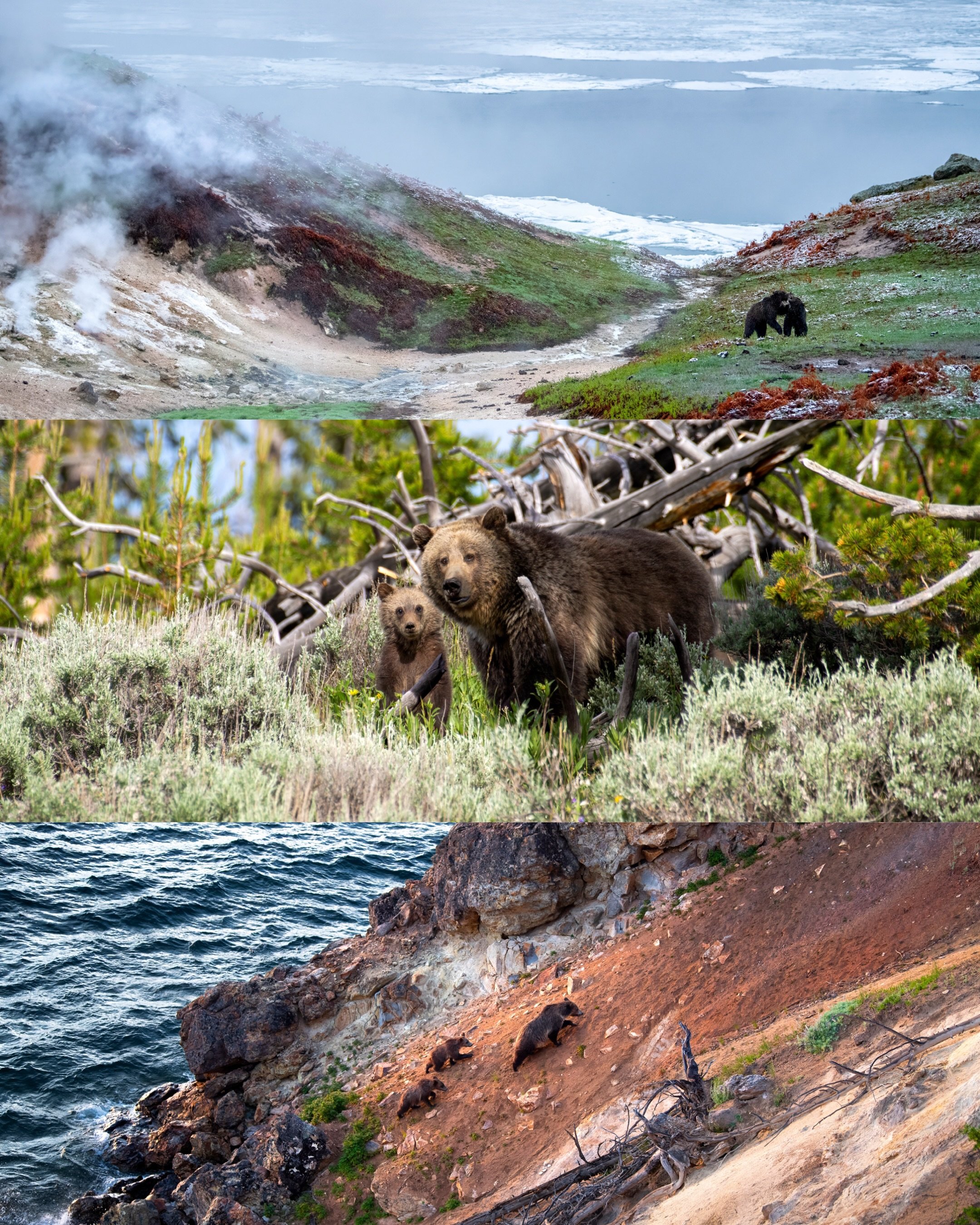 New Print Releases &mdash; Grizzlies of Yellowstone

Excited to be releasing my first 3 prints of grizzlies from Yellowstone National Park!

Steamboat (Jam &amp; G288) - Two young grizzly bears, Jam &amp; G288, share a playful moment of courtship nea