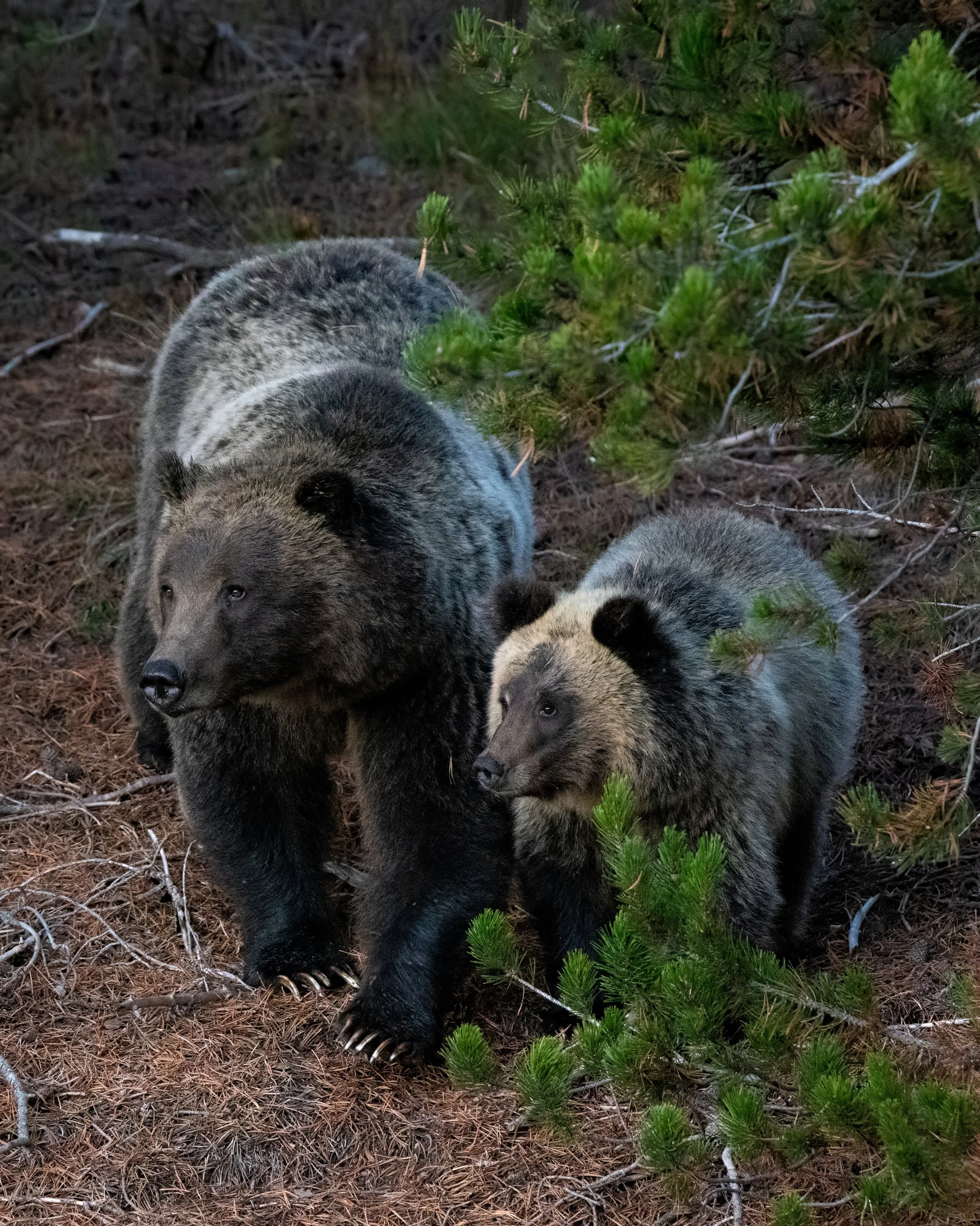 The best thing to hold onto in life is each other.

Grizzly Bear 610 and her cub walk side-by-side as they move through Grand Teton in the morning.

#grizzly610 #bearcub #wildlife #photography #nature