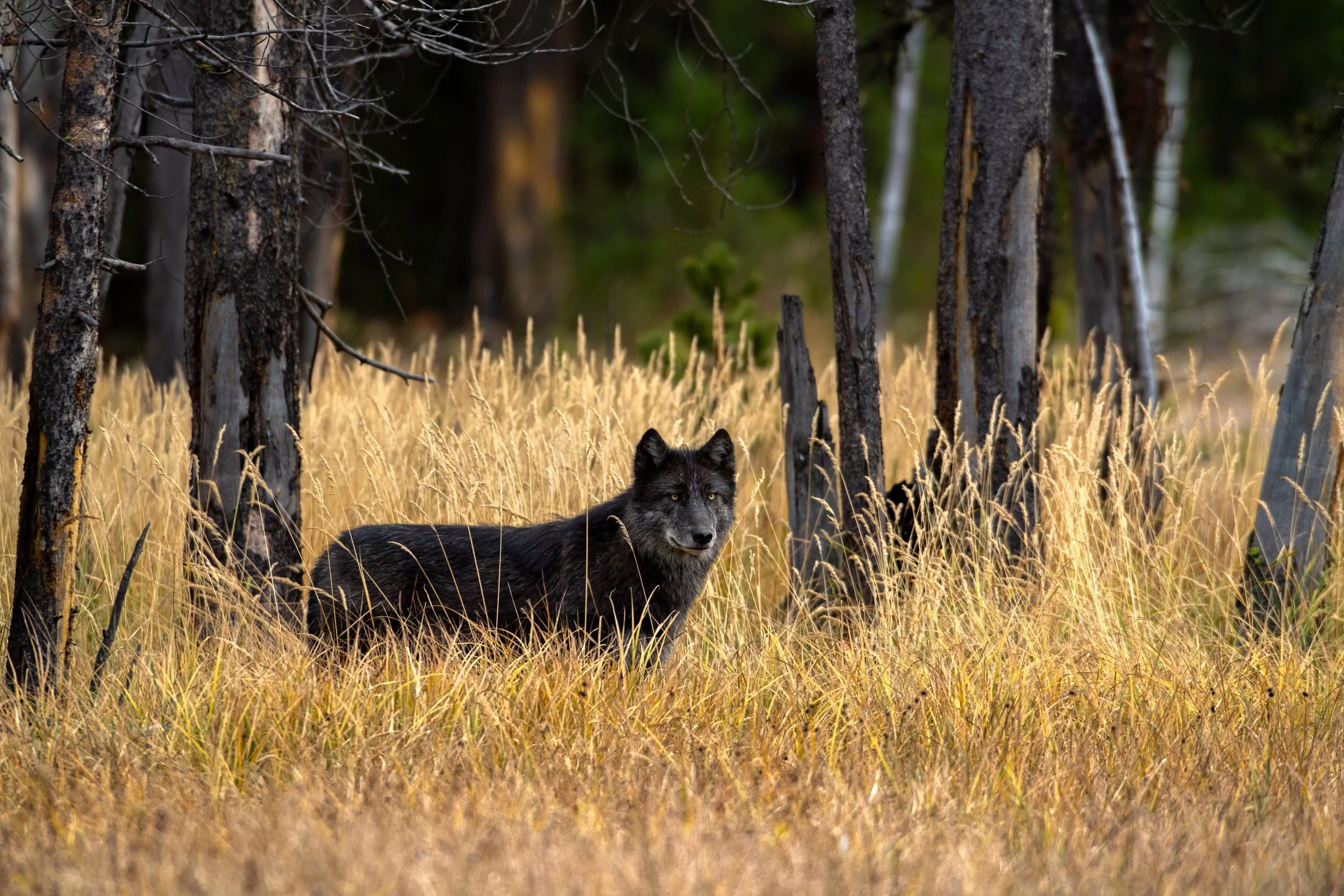 WOLFARS_1044-2.jpg
