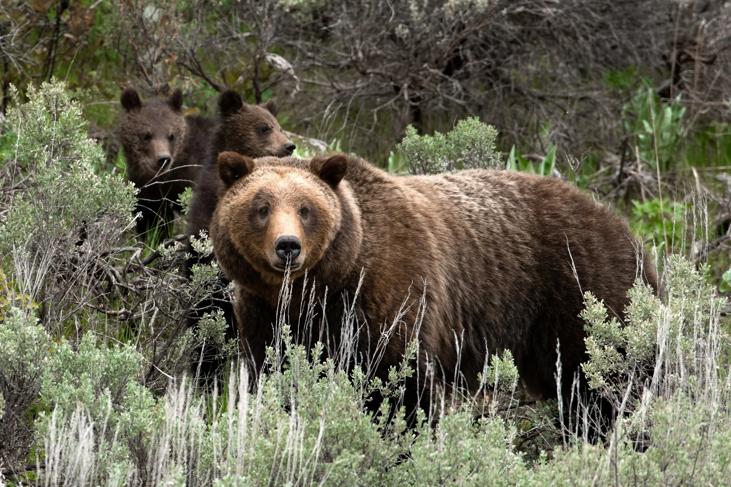 The Next Generation - Grizzly 610