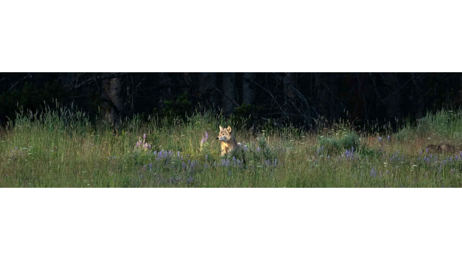 lupinelight.jpg