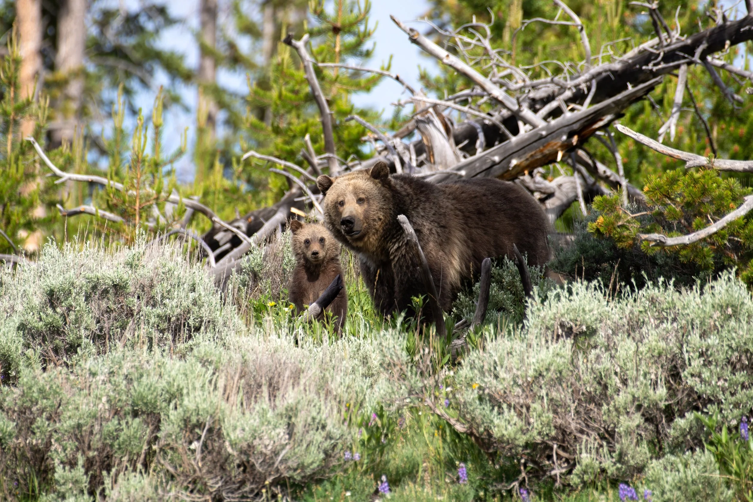 Mountain Mother - Raspberry & Cub