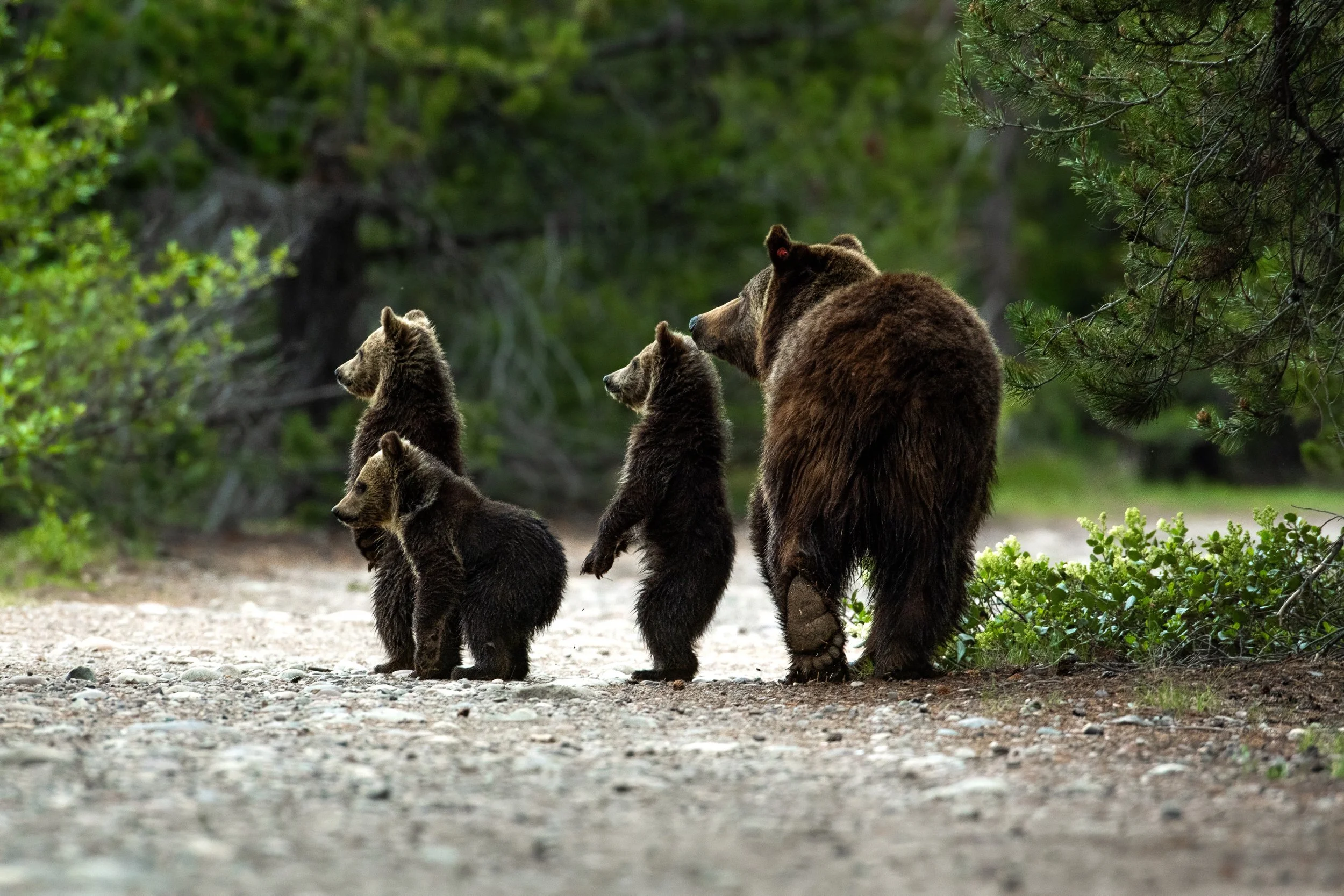 Curious Path - Grizzly 1063