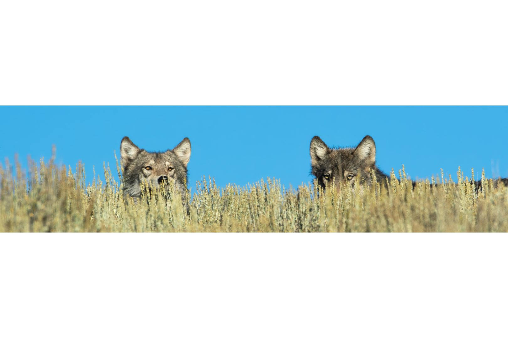 Wapiti Watch [Panorama]