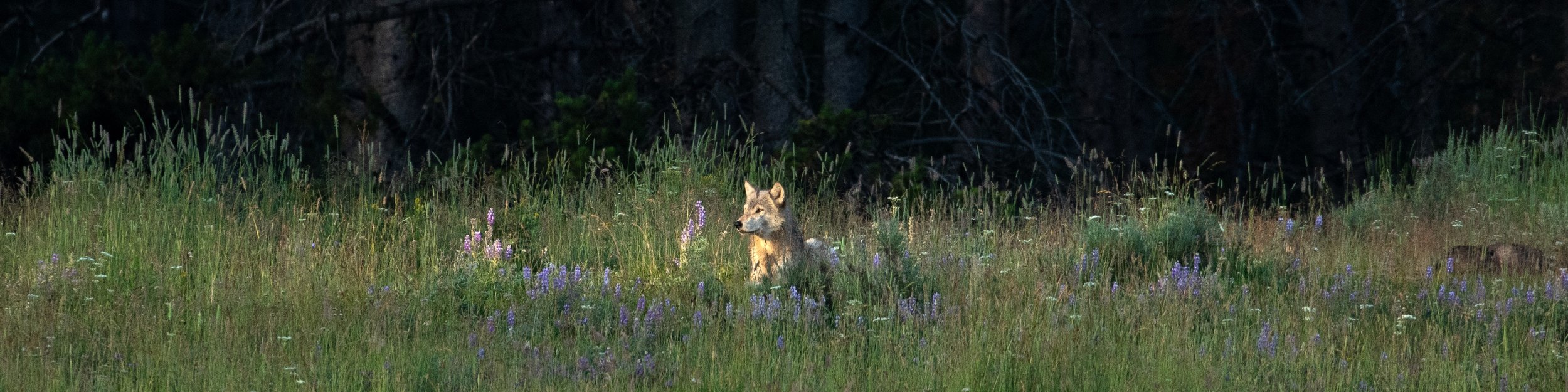 WOLFARS_1590.jpg