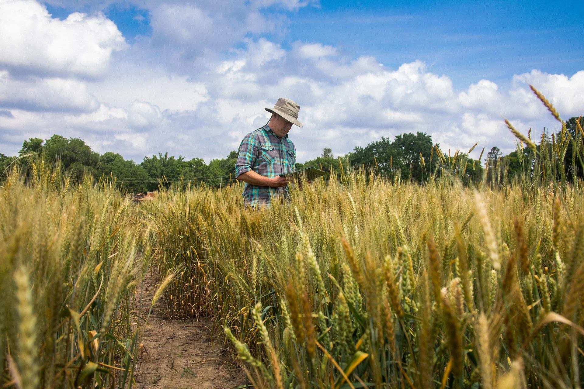 A man in a plaid shirt and wide-brimmed hat stands in a wheat field, looking down at a clipboard on a bright, partly cloudy day with green trees in the background.