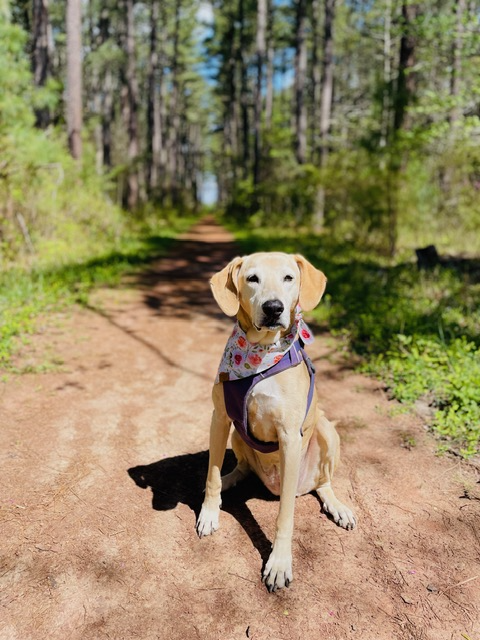 Carolyn Noelke, CCC-SLP, and her dog, a light-colored dog sitting on a trail in a wooded area with green trees and sunlight.