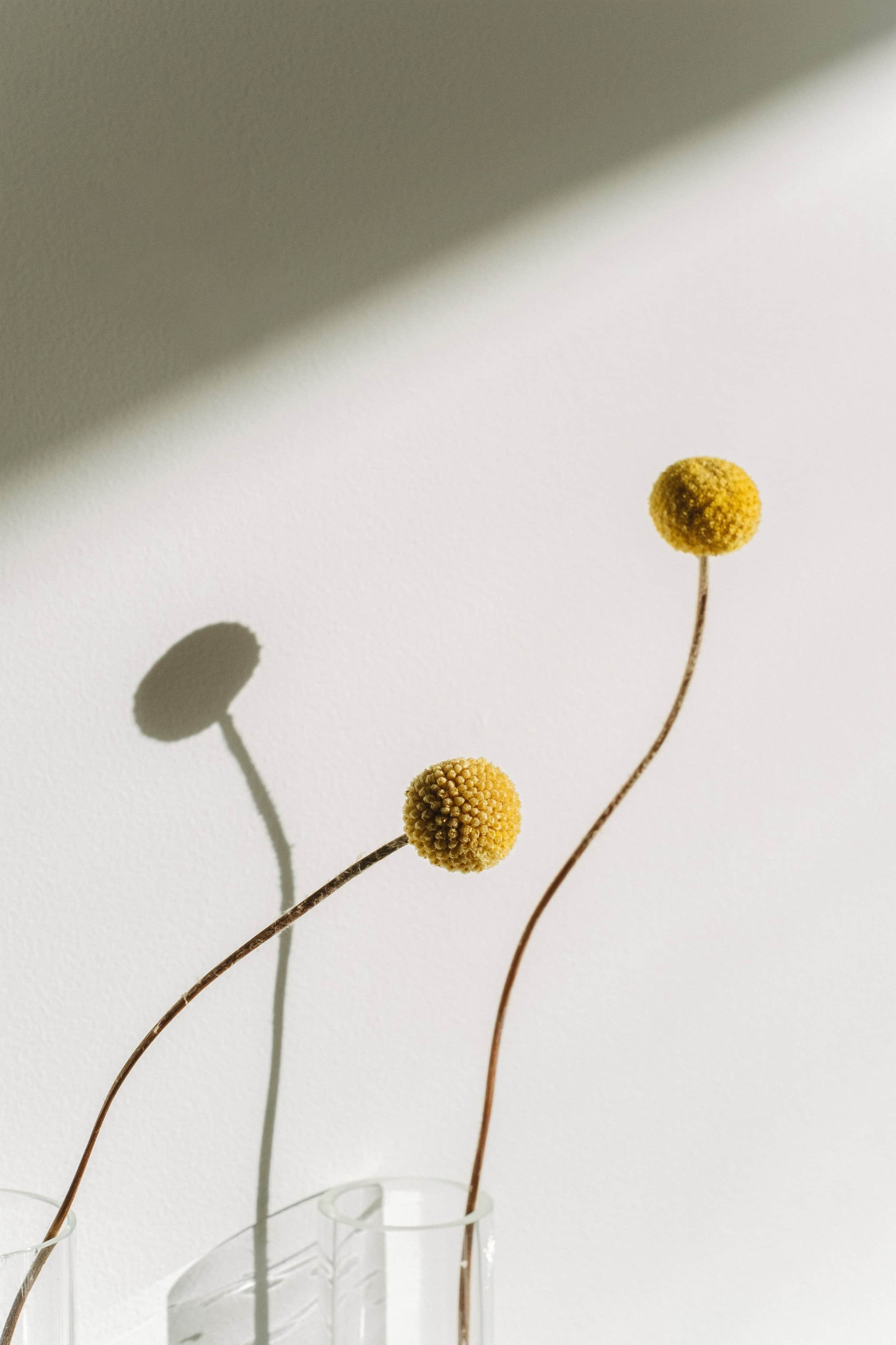 Three yellow billy button flowers in clear glass vases on a white surface, casting shadows on a plain white wall.