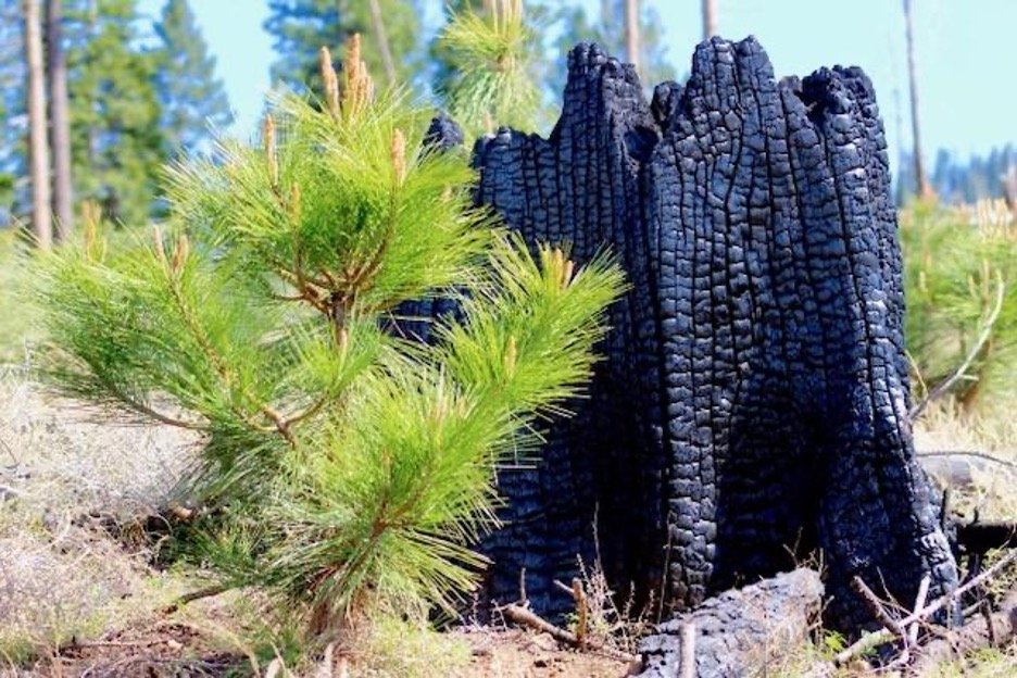 Replanting after the Moonlight Fire,
114,ooo trees replanted.
Engelmine Forest #2611