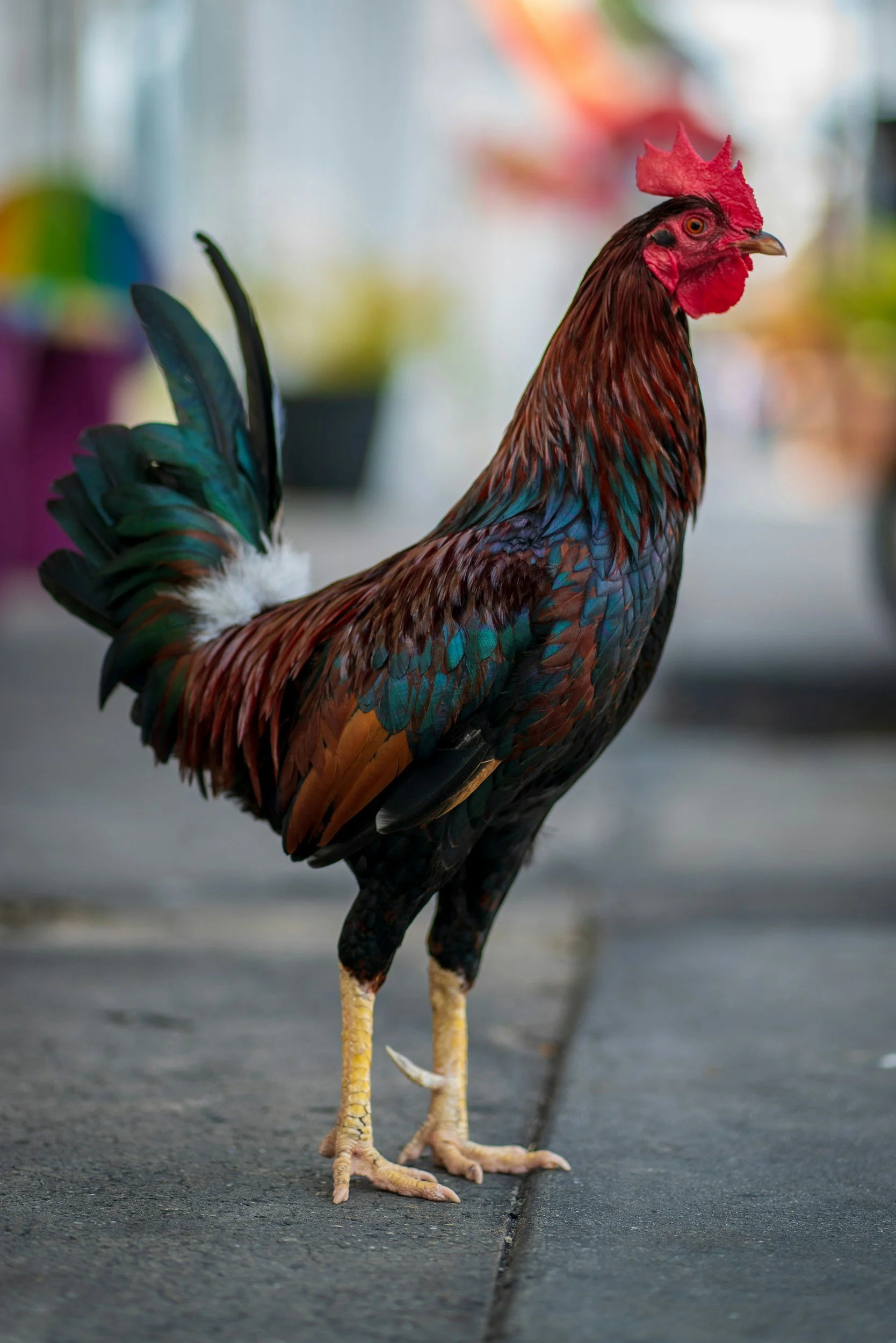 Ybor Saturday Market