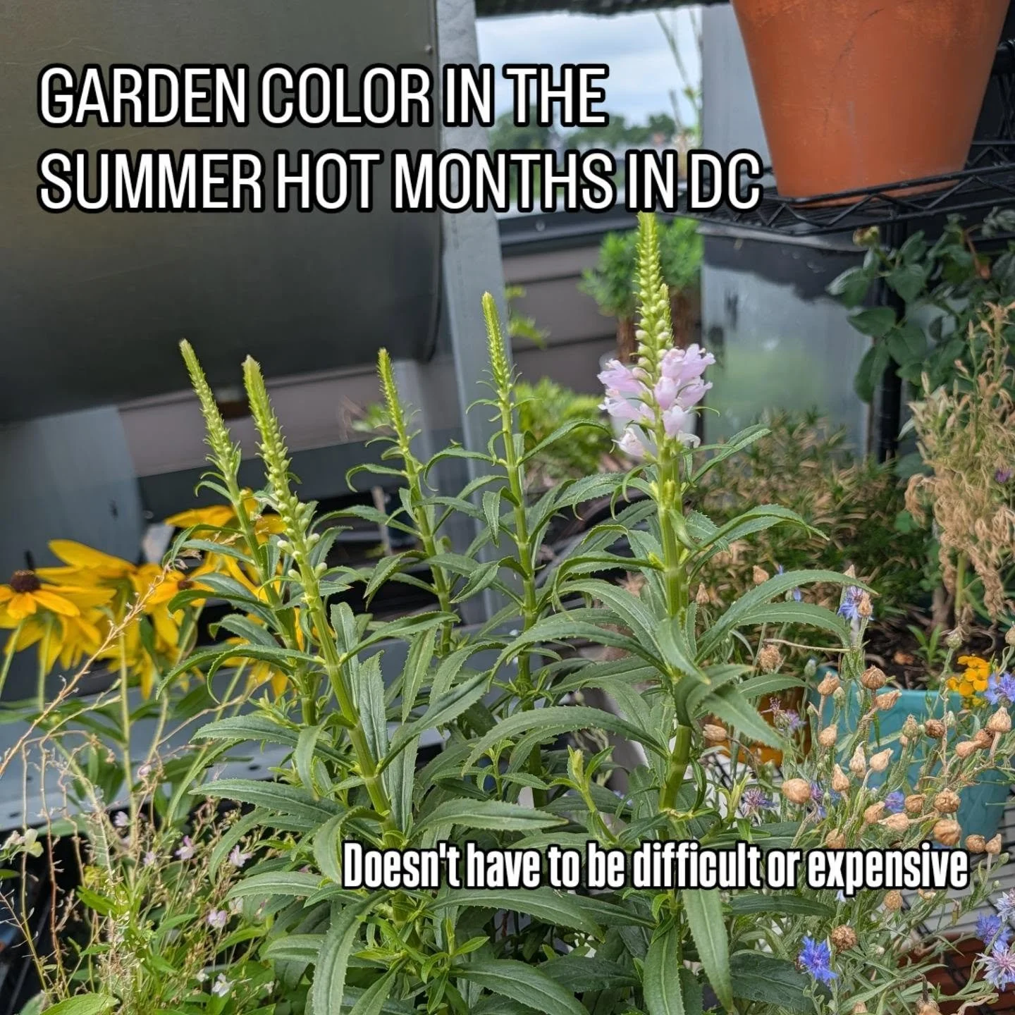 It might be too hot to spend much time outside, but that doesn't mean your garden has to look bare. Here are several options that bloom in the summer months without much effort. 

#dcgarden #dcgardenscapes #summergarden #nativeplants #gardendesigner