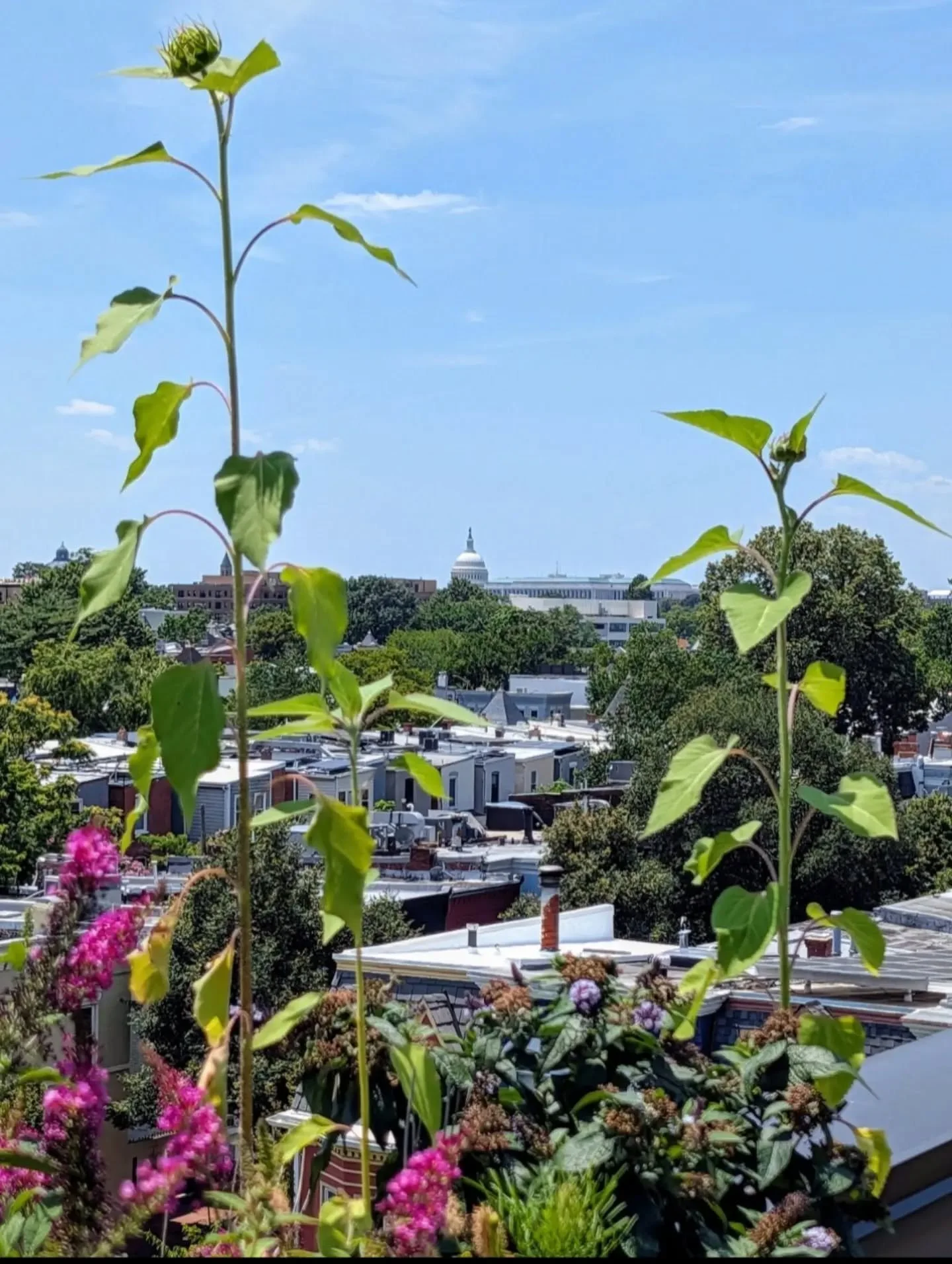 As DC residents, we know that some views never get old. 

Happy 250th, America.

May we never stop striving toward the ideals that have always challenged us to become a more perfect Union, and the work we need to do, big and small, to get there.

🇺?
