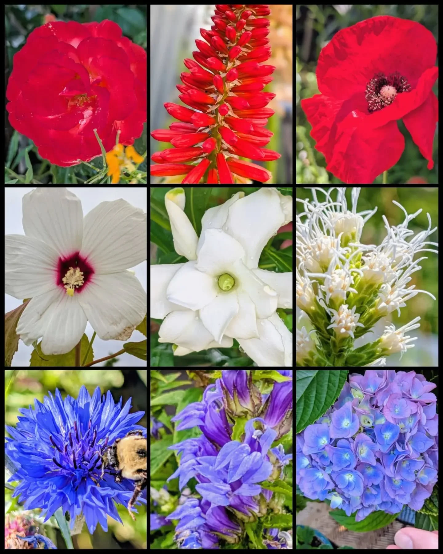 Red, white, and blue, straight from my rooftop garden. 

Hope everyone has a safe holiday and gets a chance to spend some time outside today, despite the heat.

Happy Fourth from the H St Plant Guy!

#FourthOfJuly #IndependenceDay #HStreetDC #Washing
