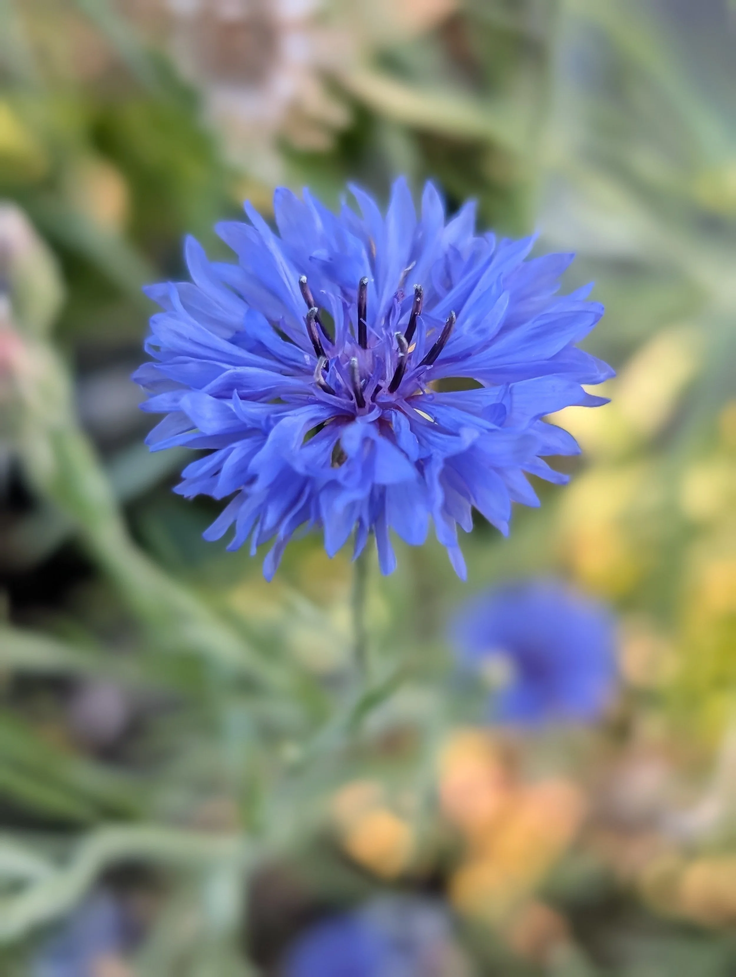 Close-up of a vibrant blue cornflower with slender petals and dark stamens, blurred green background.