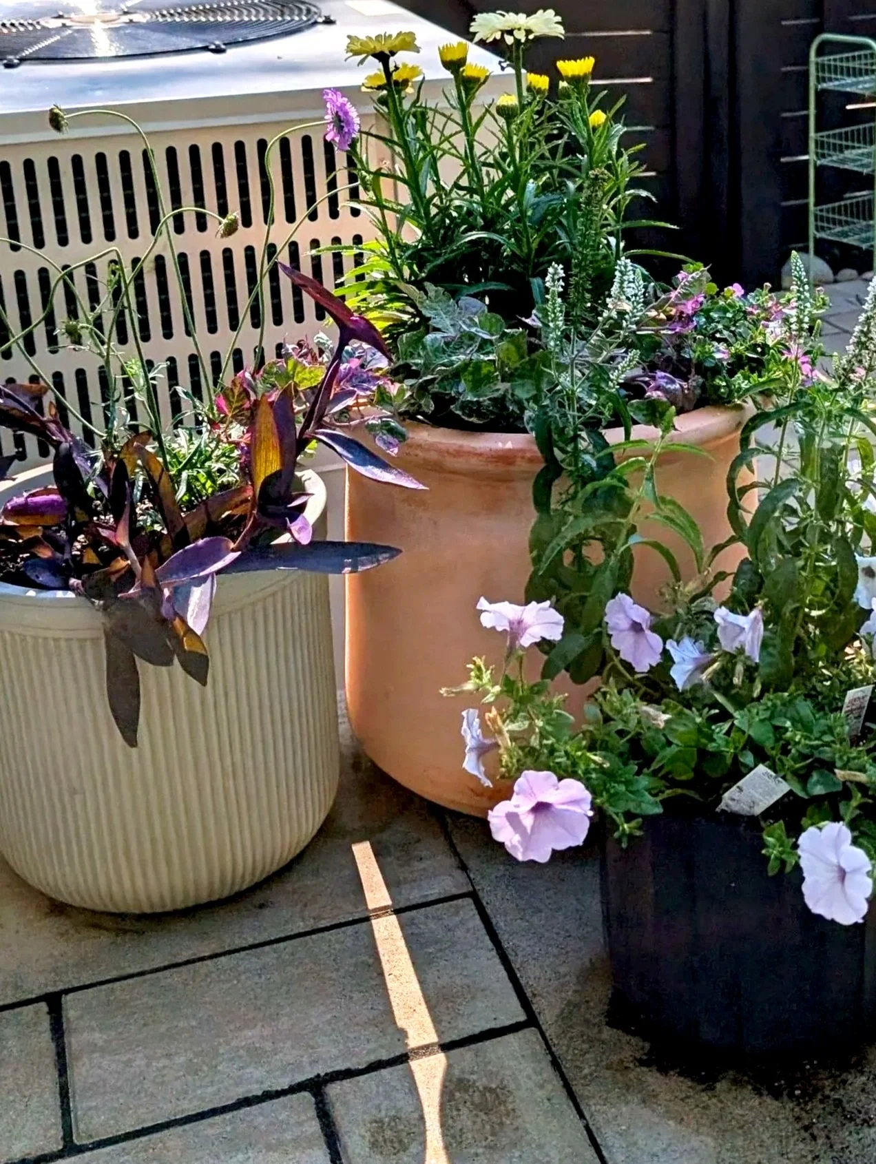 Three potted flowering plants on a tiled patio with a grill and outdoor furniture in the background.