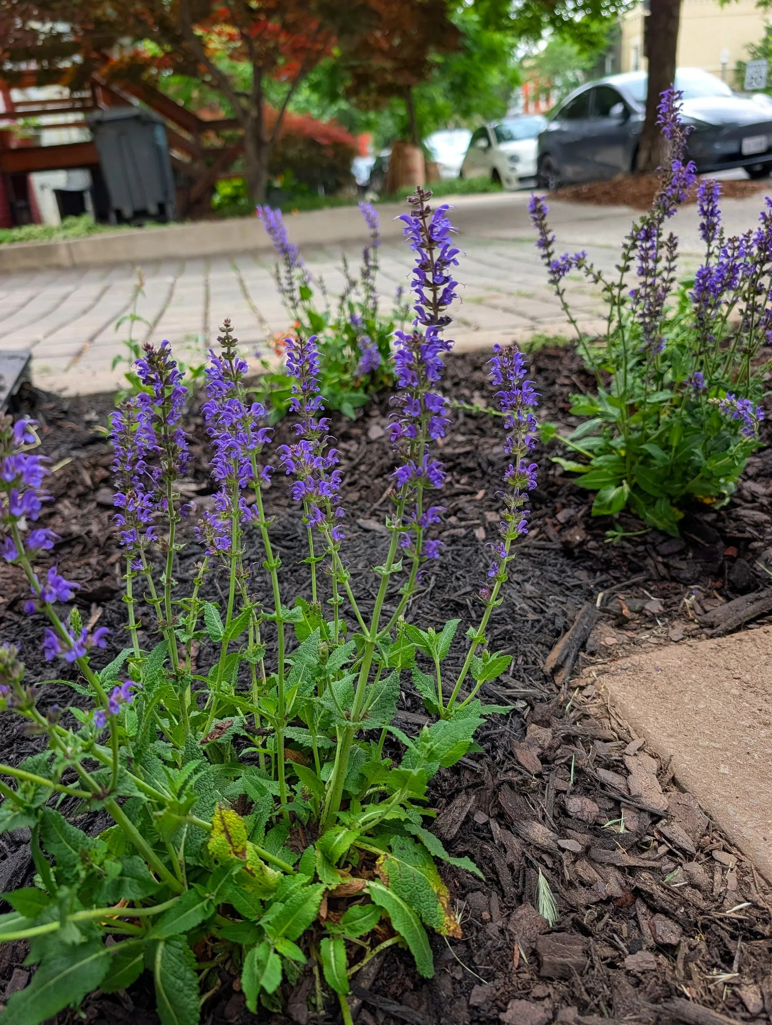 Purple flowering plant growing in a garden bed with dark mulch, with cars and trees in the background.