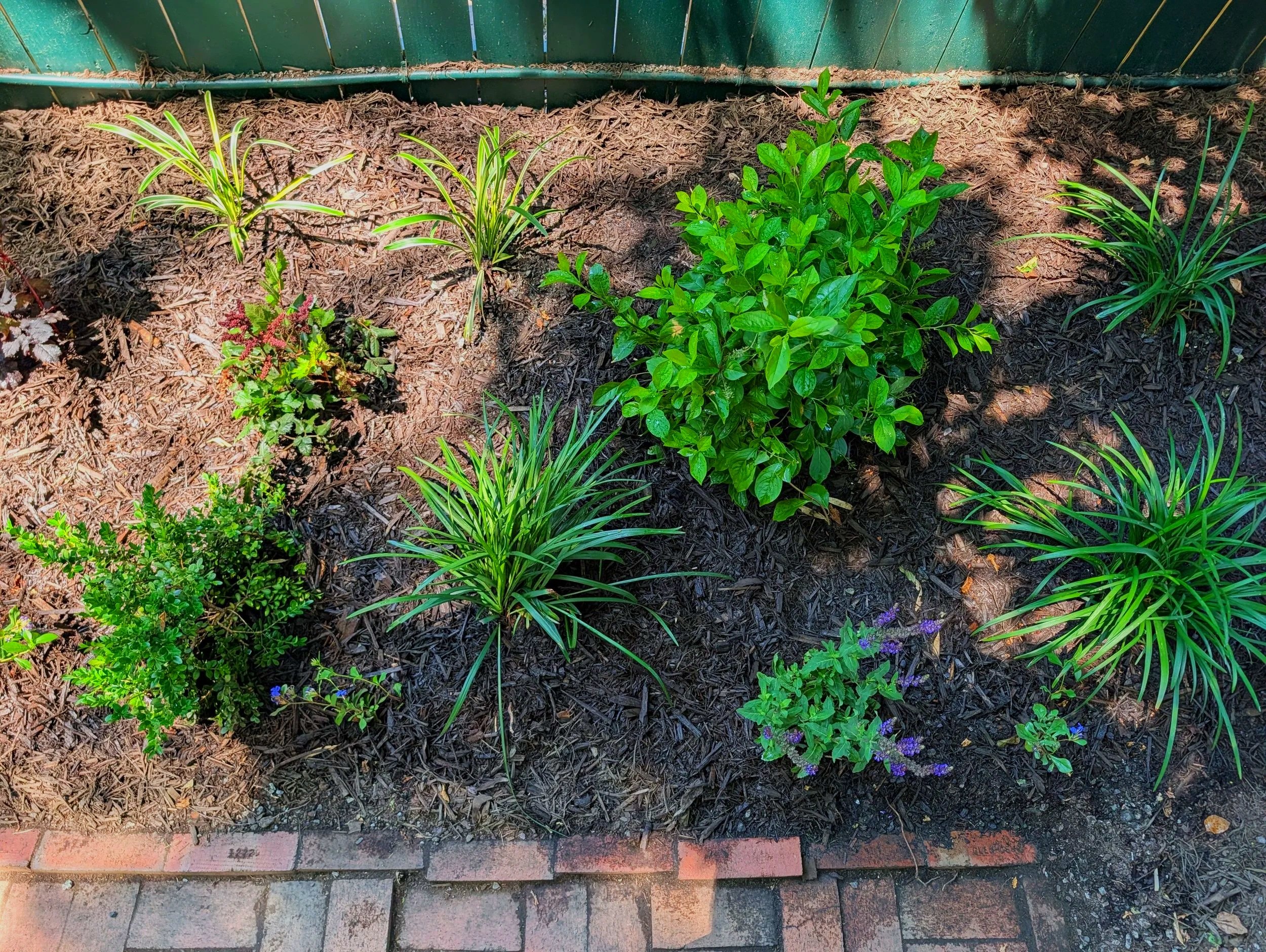 A garden bed with small green plants and mulch, bordered by red bricks and paving stones, situated against a green wooden fence.