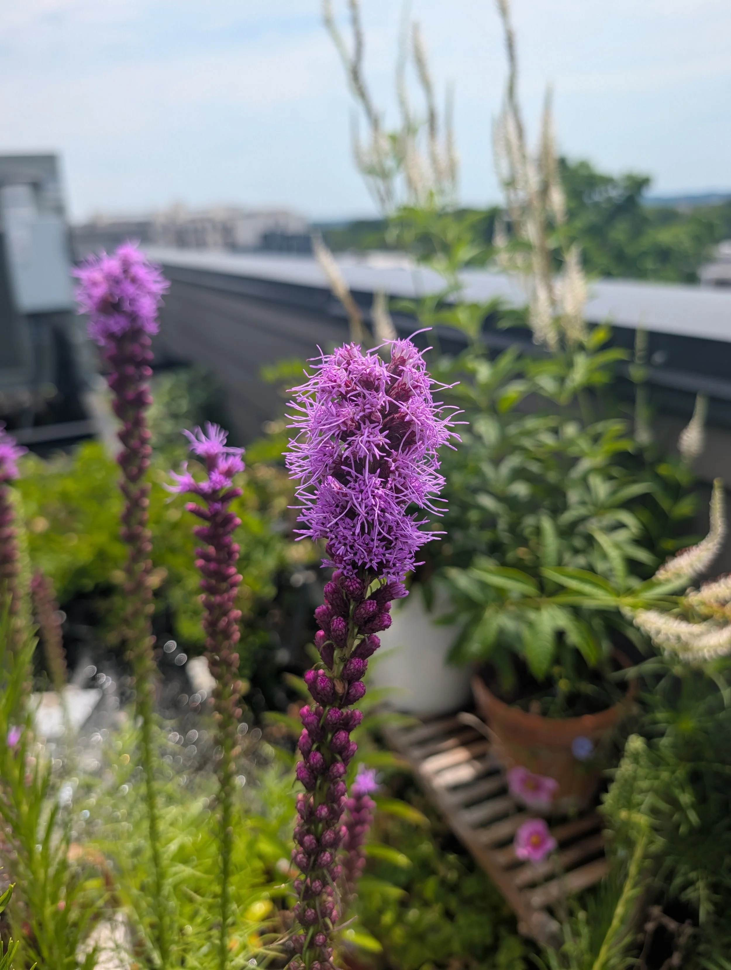Close-up of purple flowering plant with a blurred background of other plants and a rooftop with a fence.