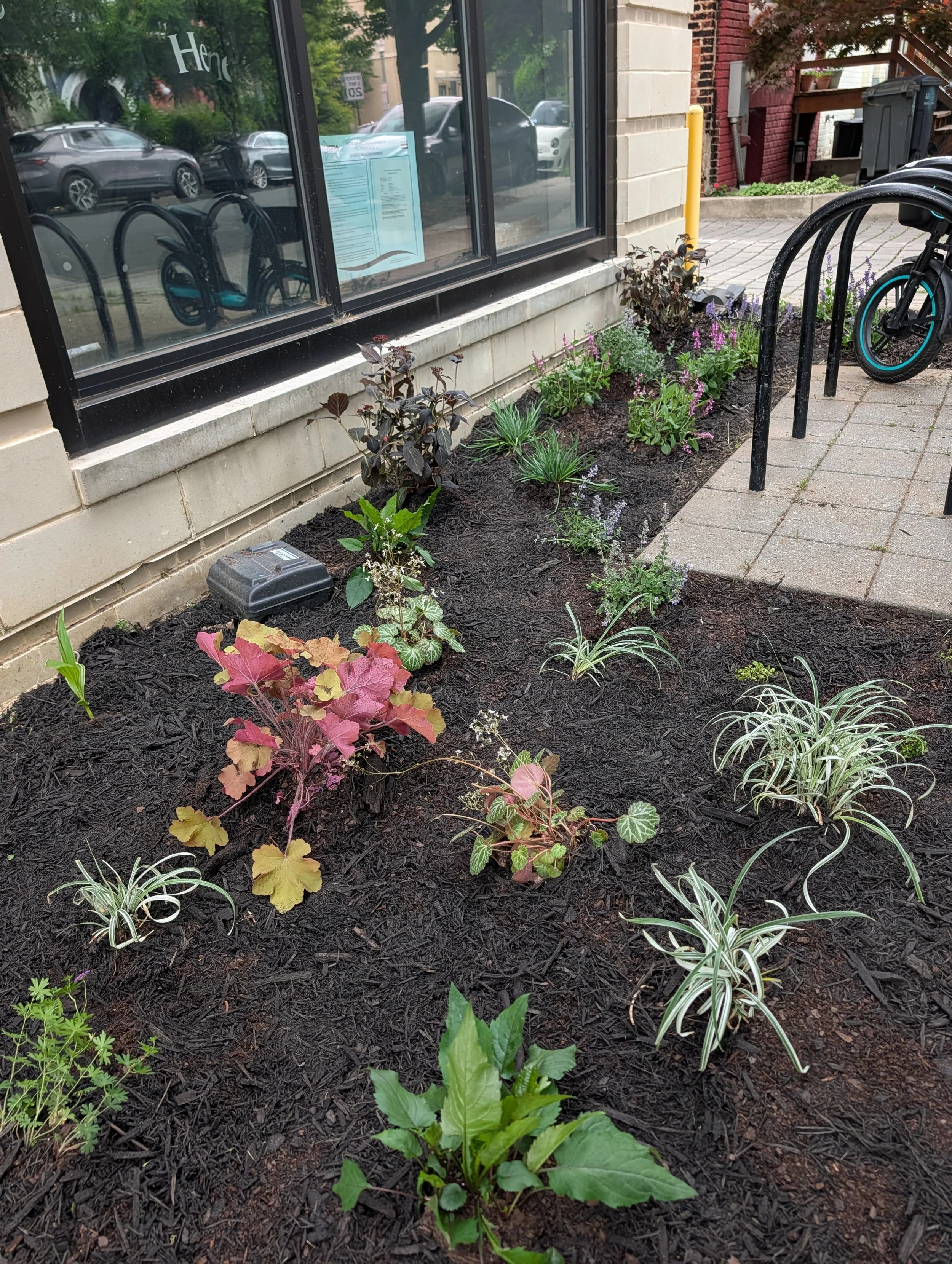 A small garden bed outside a building with a large glass window. The garden has various plants and flowers, with some purple, green, and pink foliage, and umbrellas reflecting in the glass window. There is a bicycle rack and a curb in the background.