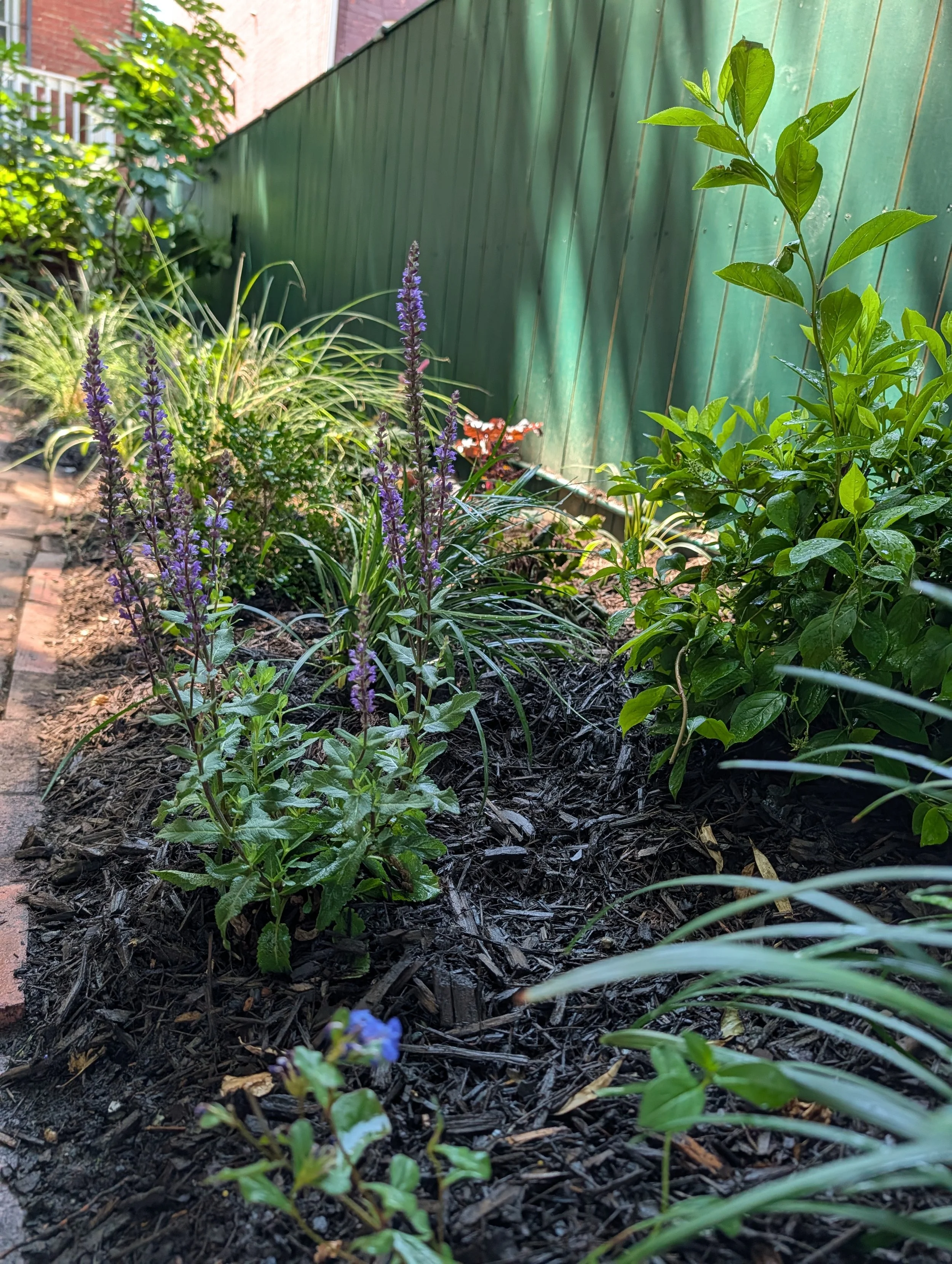 A garden bed with purple and green plants, some small blue flowers at the front, and a green wooden fence in the background.