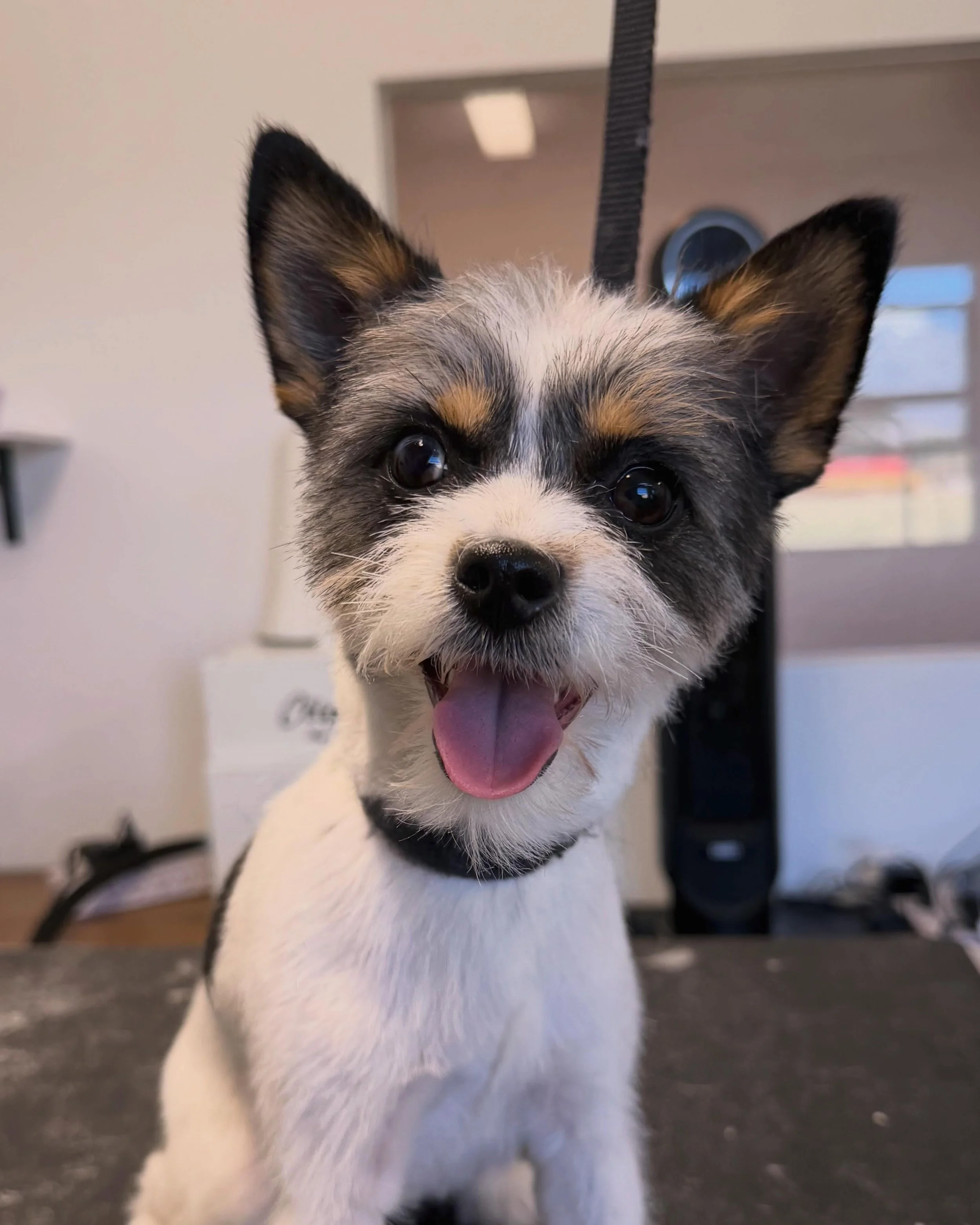 We love meeting new clients! Poppy came in her first haircut and left looking so fresh! ✨ 

We offer everything from teeth brushing to breed specific haircuts! Book now, link in bio!

#doggrooming #dogsofinstagram #easternsierra #hwy395 #bishopca vis