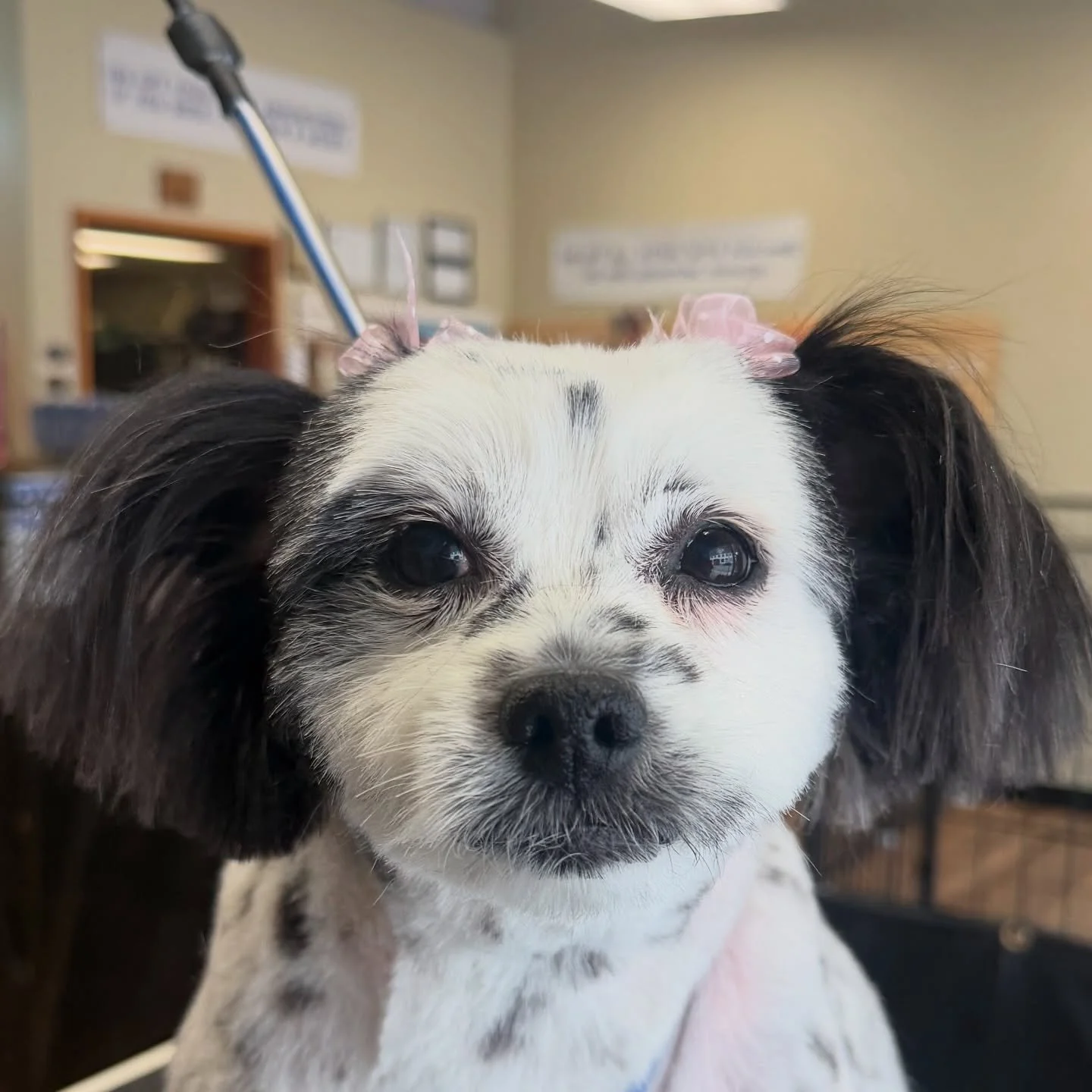 Zoey 💜

#visitbishop #easternsierra #bishopca #doggrooming #dogsofinstagram #mammothlakes