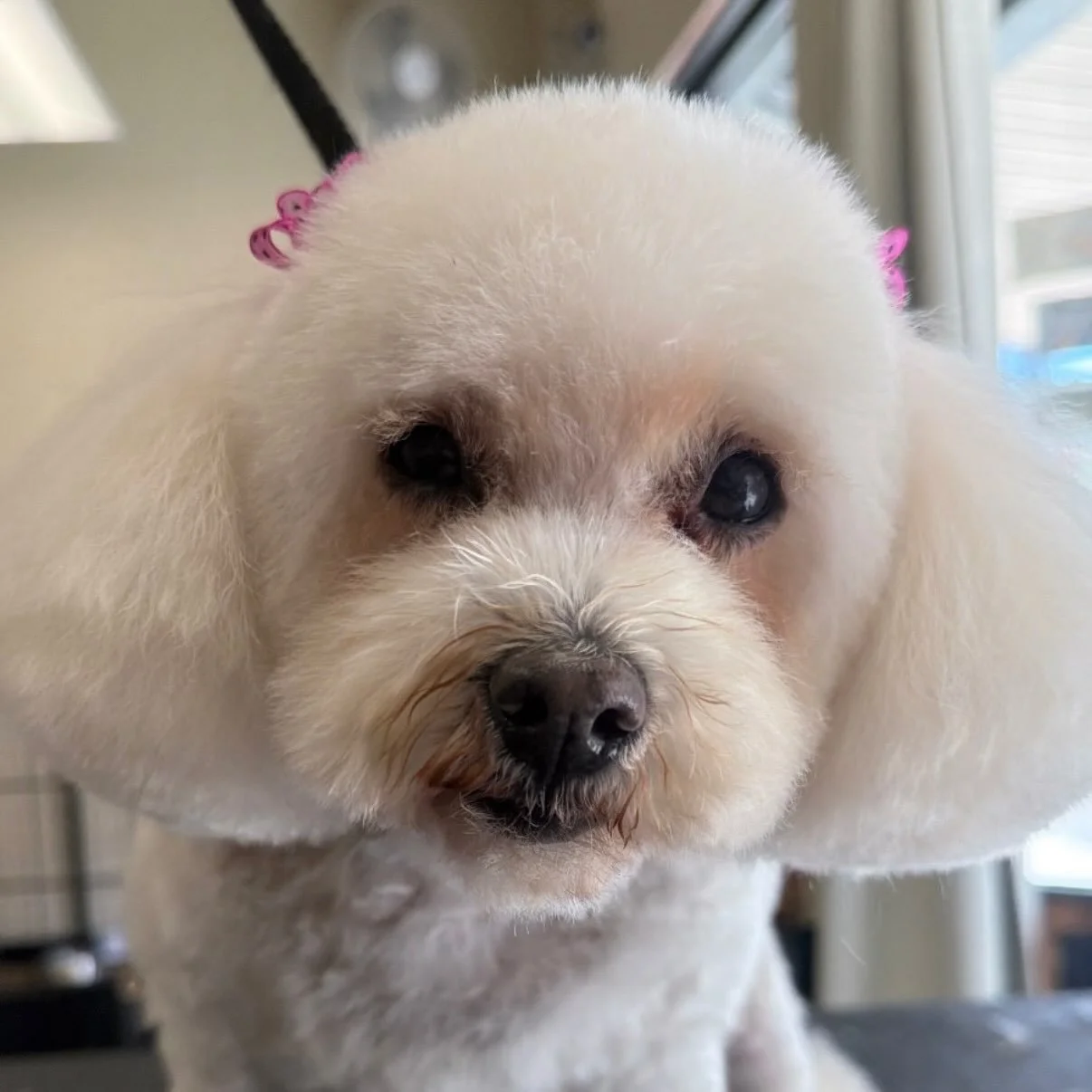 Cookie 🍪 

#visitbishop #easternsierra #doggroomer #dogsofinstagram #doggroomersofinstagram