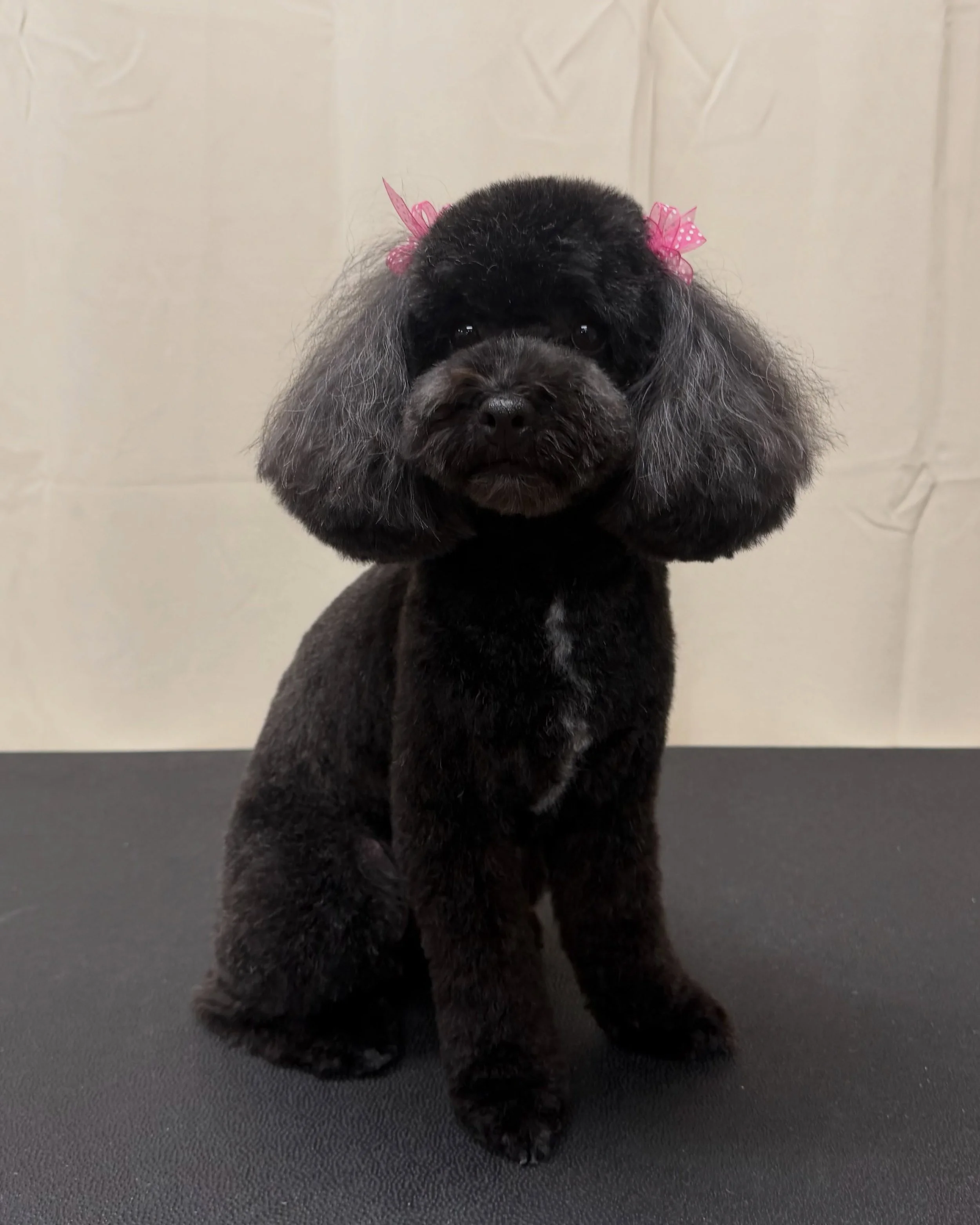 Joy 💜

#easternsierra #bishopca #groomersofinstagram #poodle #doggroomer
