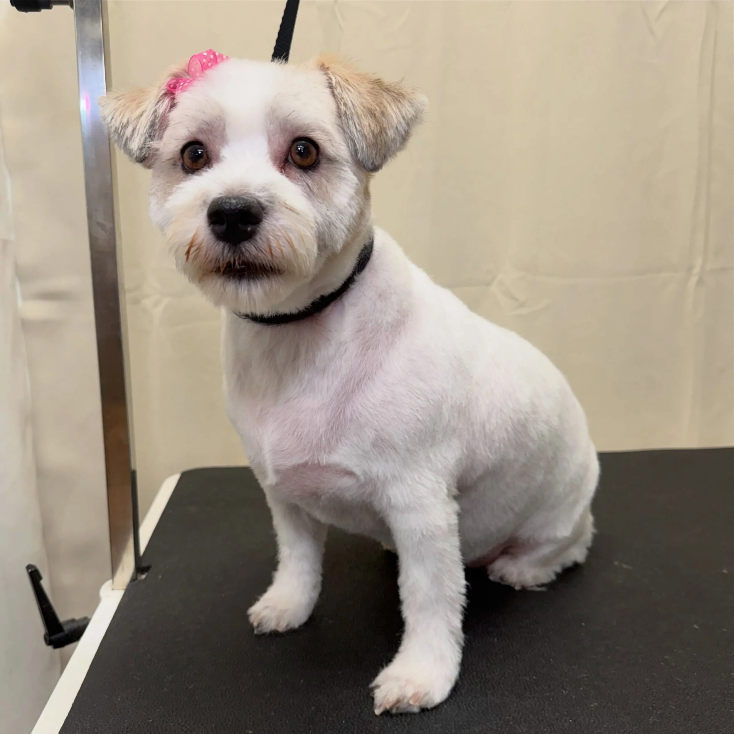 Cookie 🍪 

#easternsierra #bishopca #doggroomersofinstagram #dogsofinstagram #hwy395