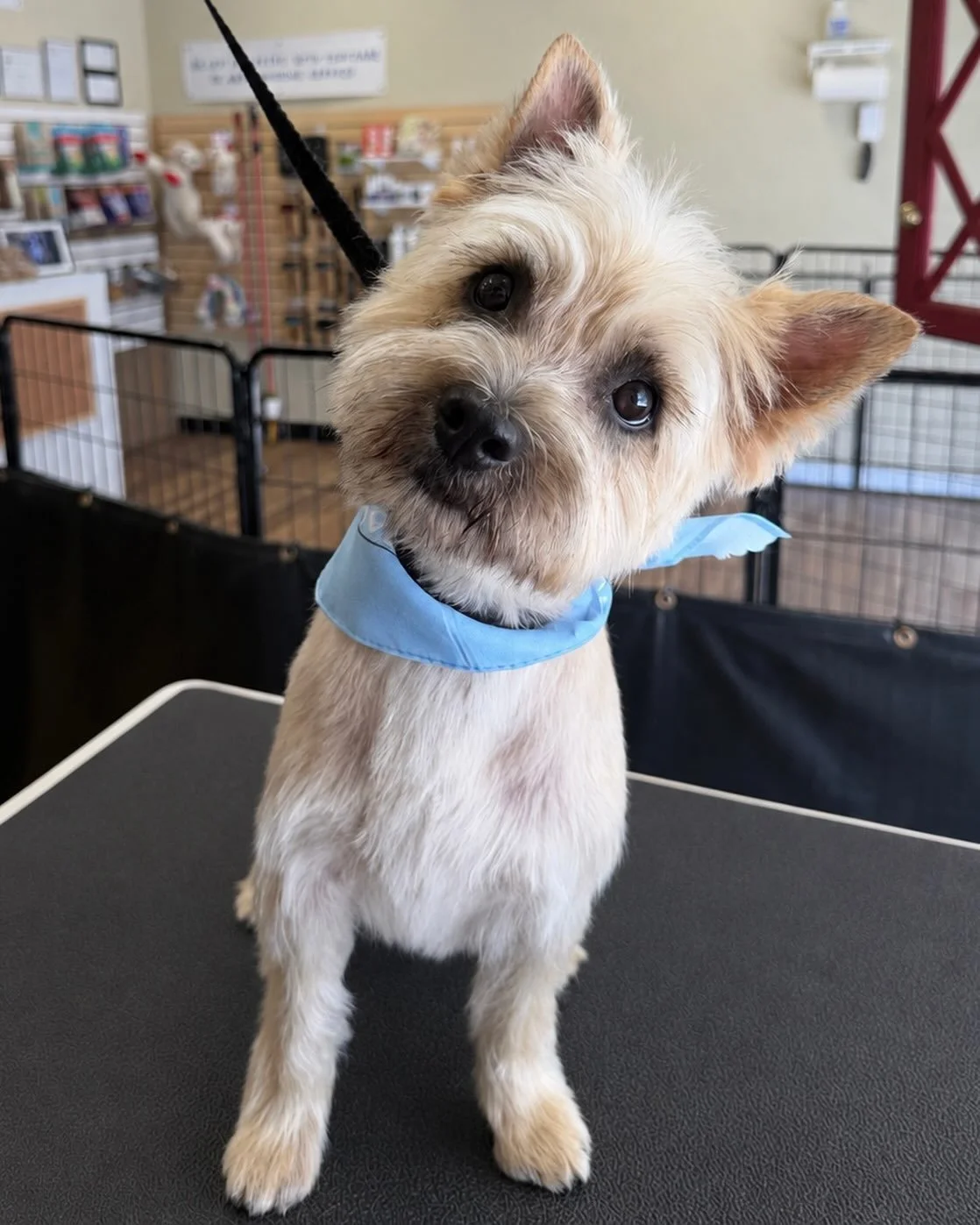 Noodle&rsquo;s first time at the shop! He was such a sweet boy 💕 

#cairnterrier #bishopca #easternsierra #doggrooming #dogsofinstagram