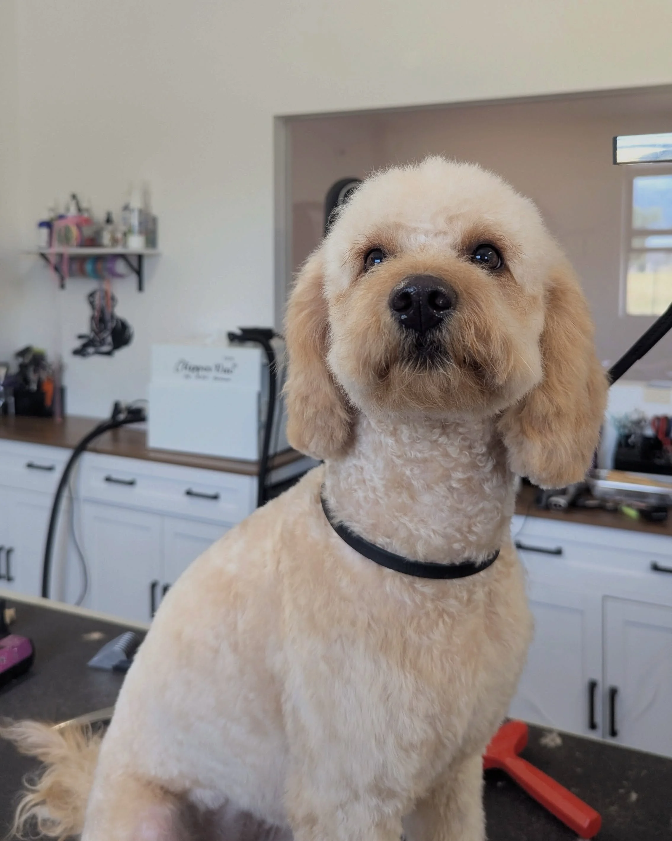 Swipe ➡️ to see the before! Nico did Cinnamon&rsquo;s first puppy groom and she did awesome! You can book with Nico at our K-9 Wellness Center Location

#doodlesofinstagram #doggrooming #doggroomersofinstagram #easternsierra #bishopca