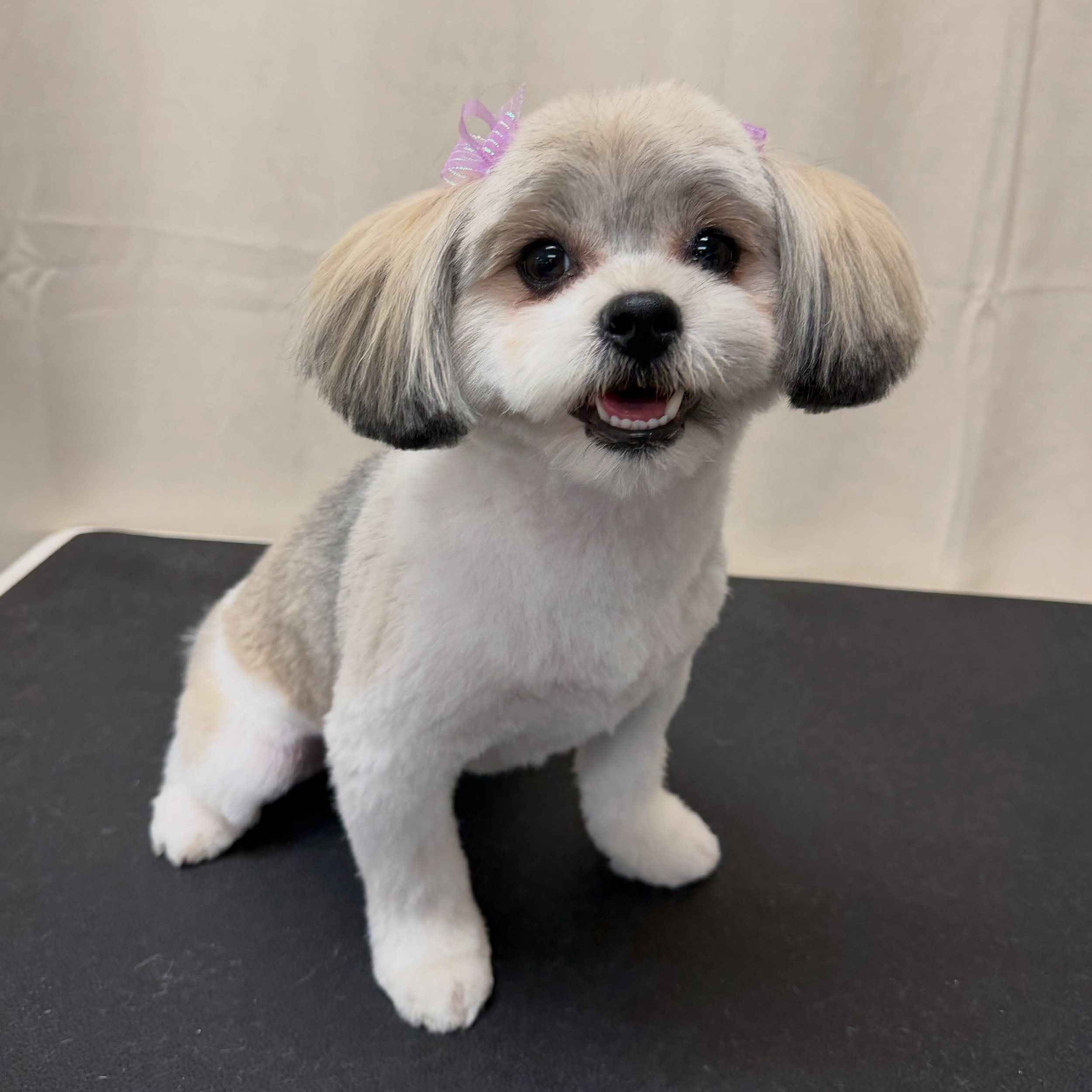 Chanel 💜

#doggroomersofinstagram #bishopca #visitbishop #hwy395 #easternsierra