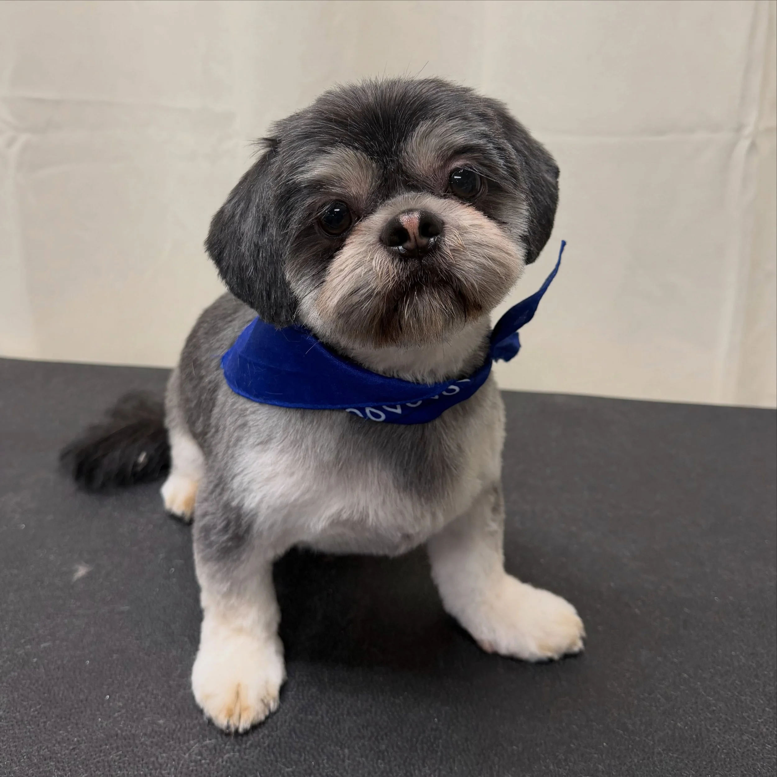 Rolley 💜

#doggrooming #easternsierra #bishopca #hwy395 #shihtzu