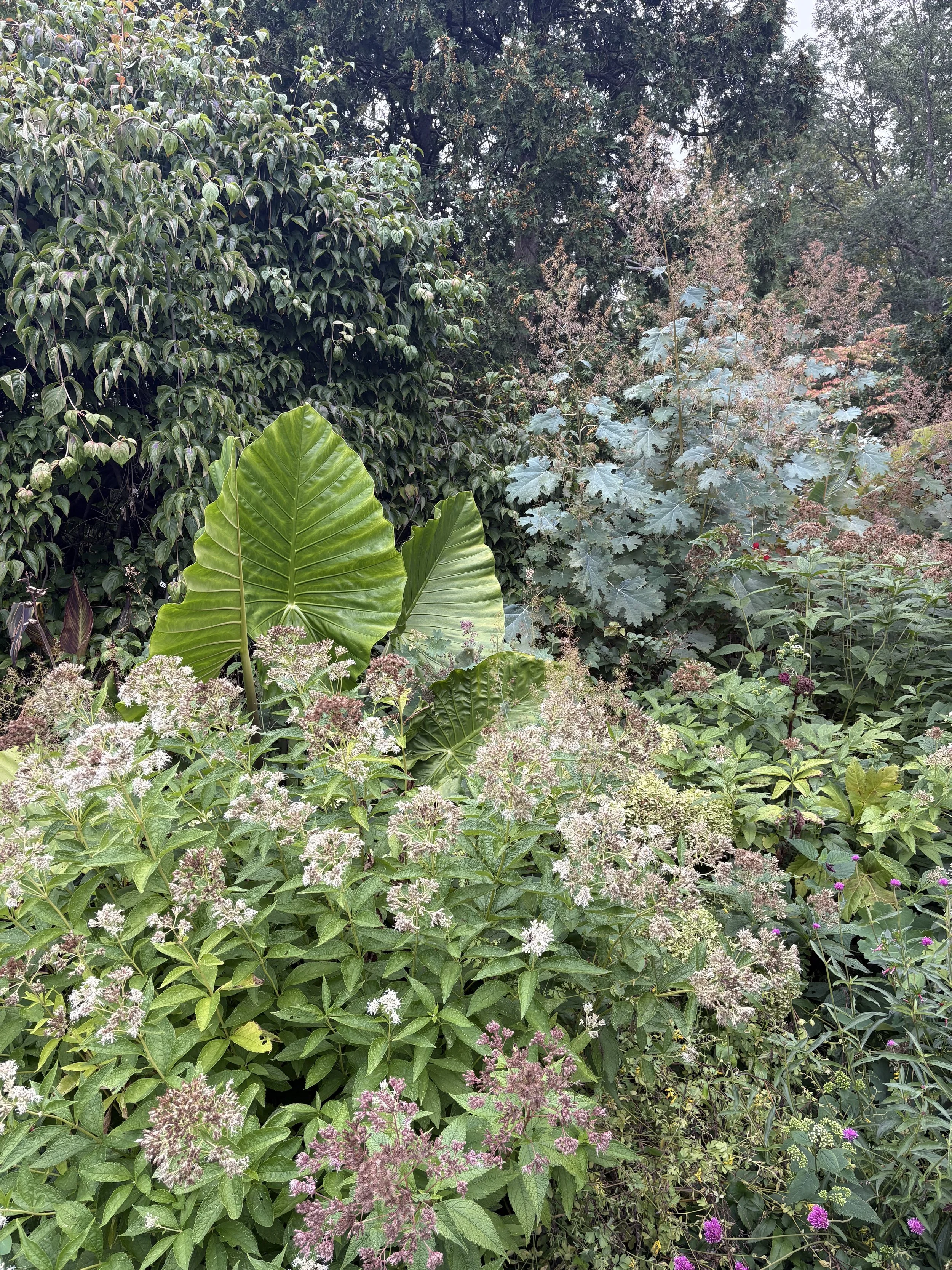 IMG_3581.jpeg