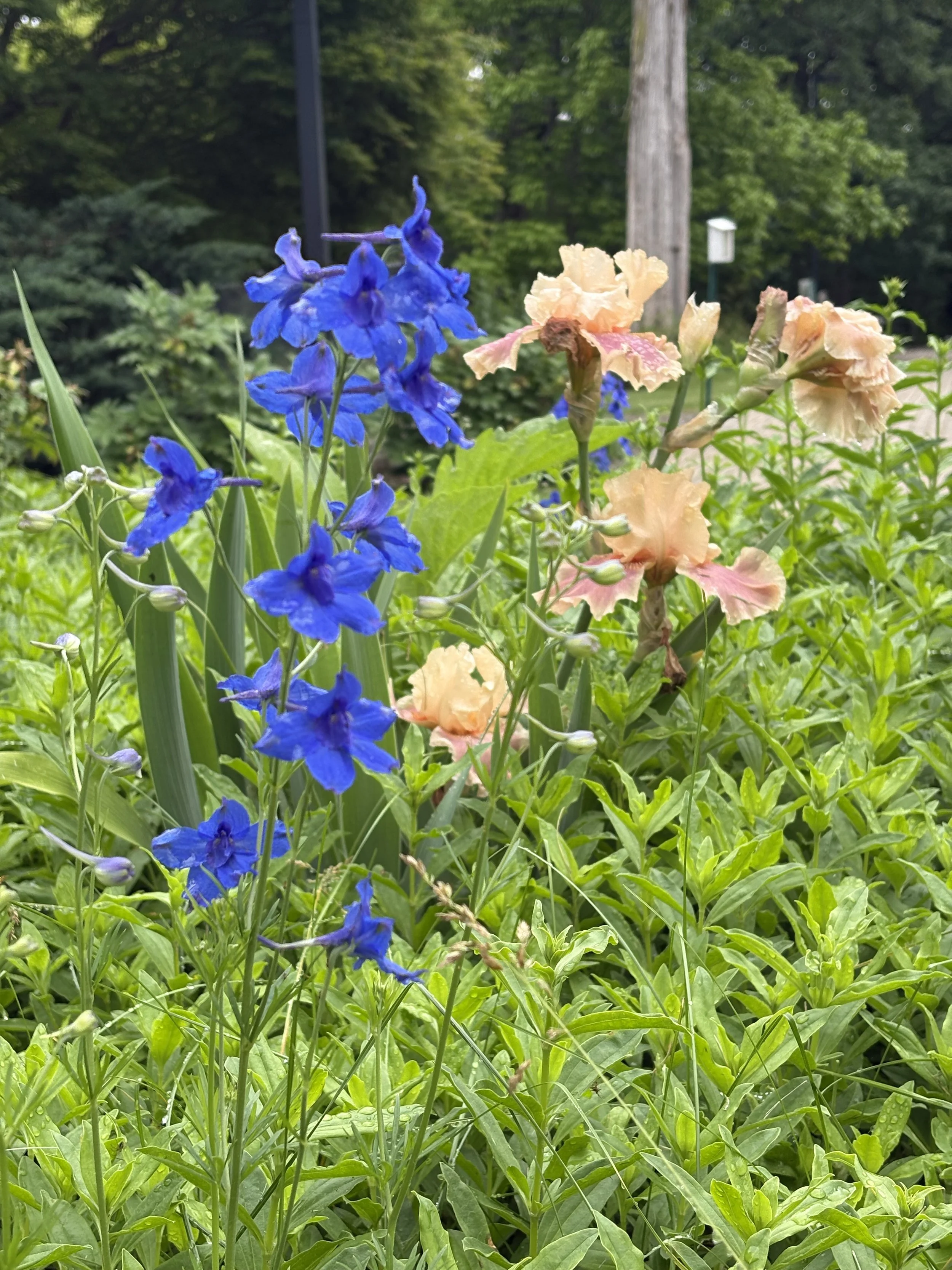 IMG_2504.jpeg