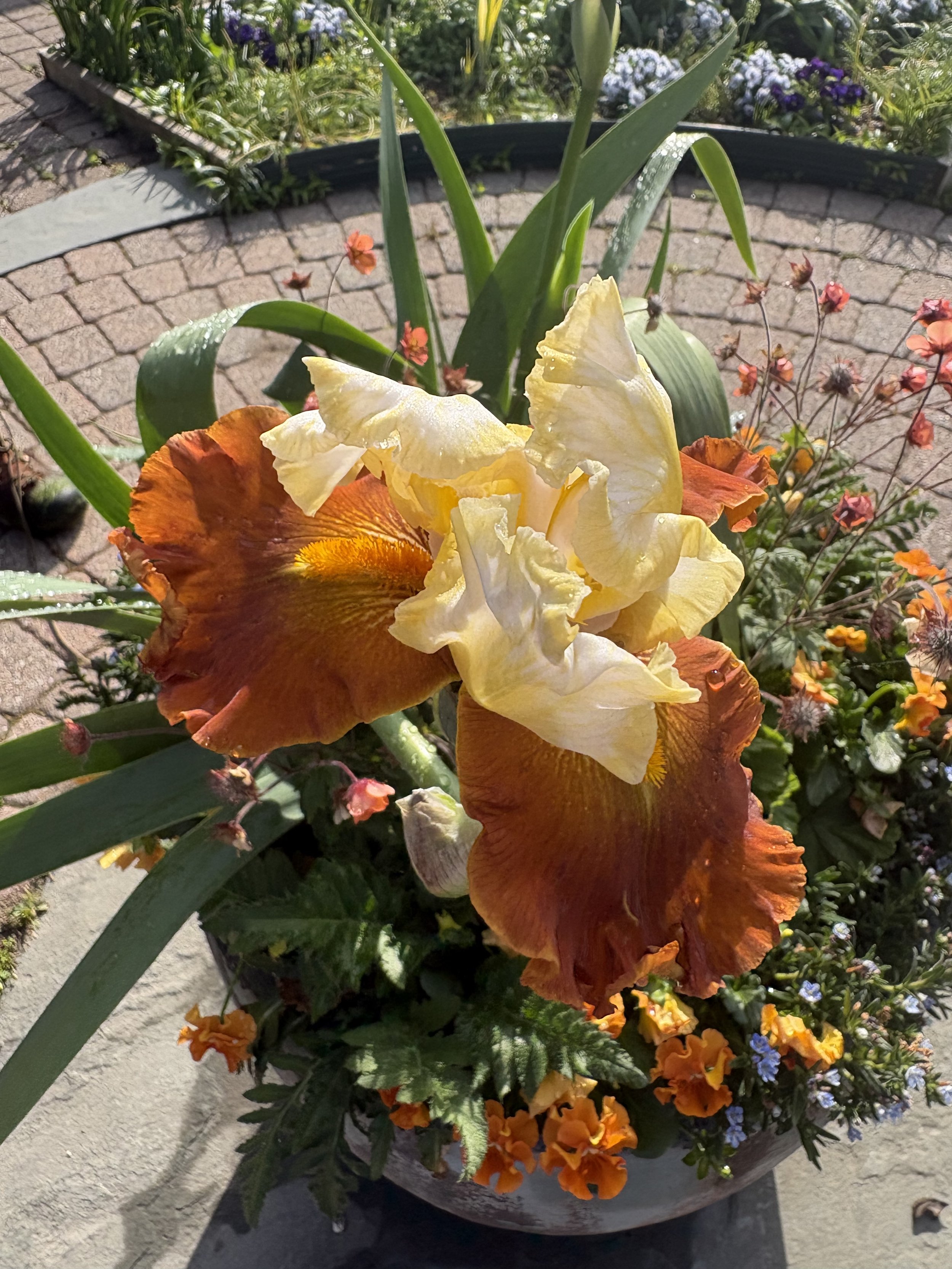 IMG_5707.jpeg