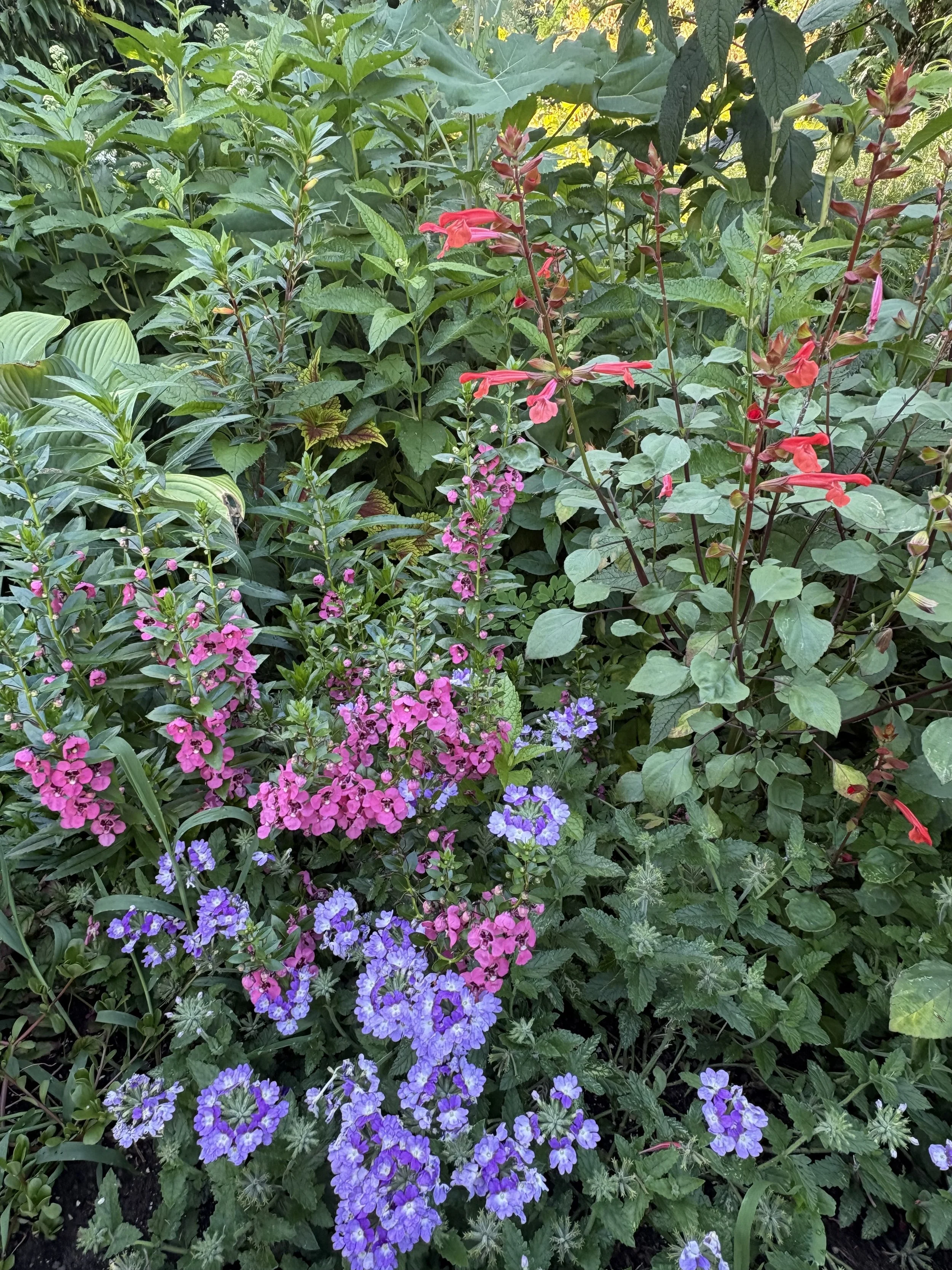 IMG_6250.jpeg