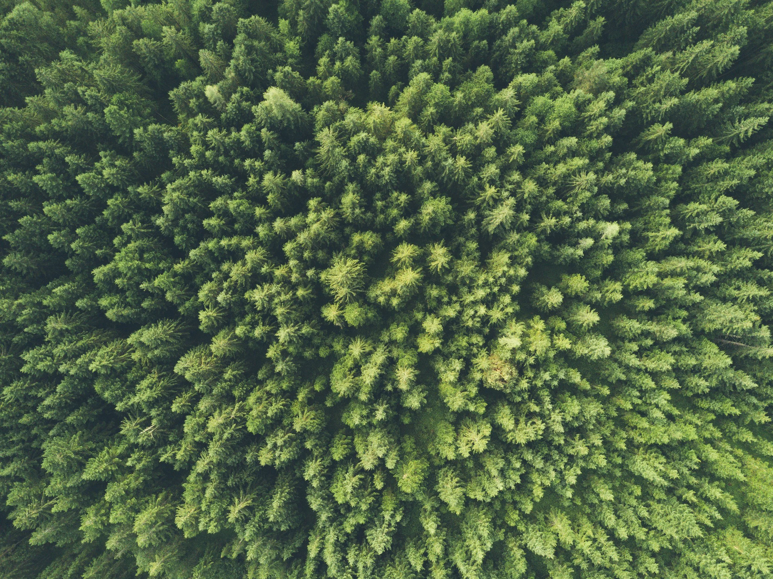 An aerial view of a dense forest with tall green trees.