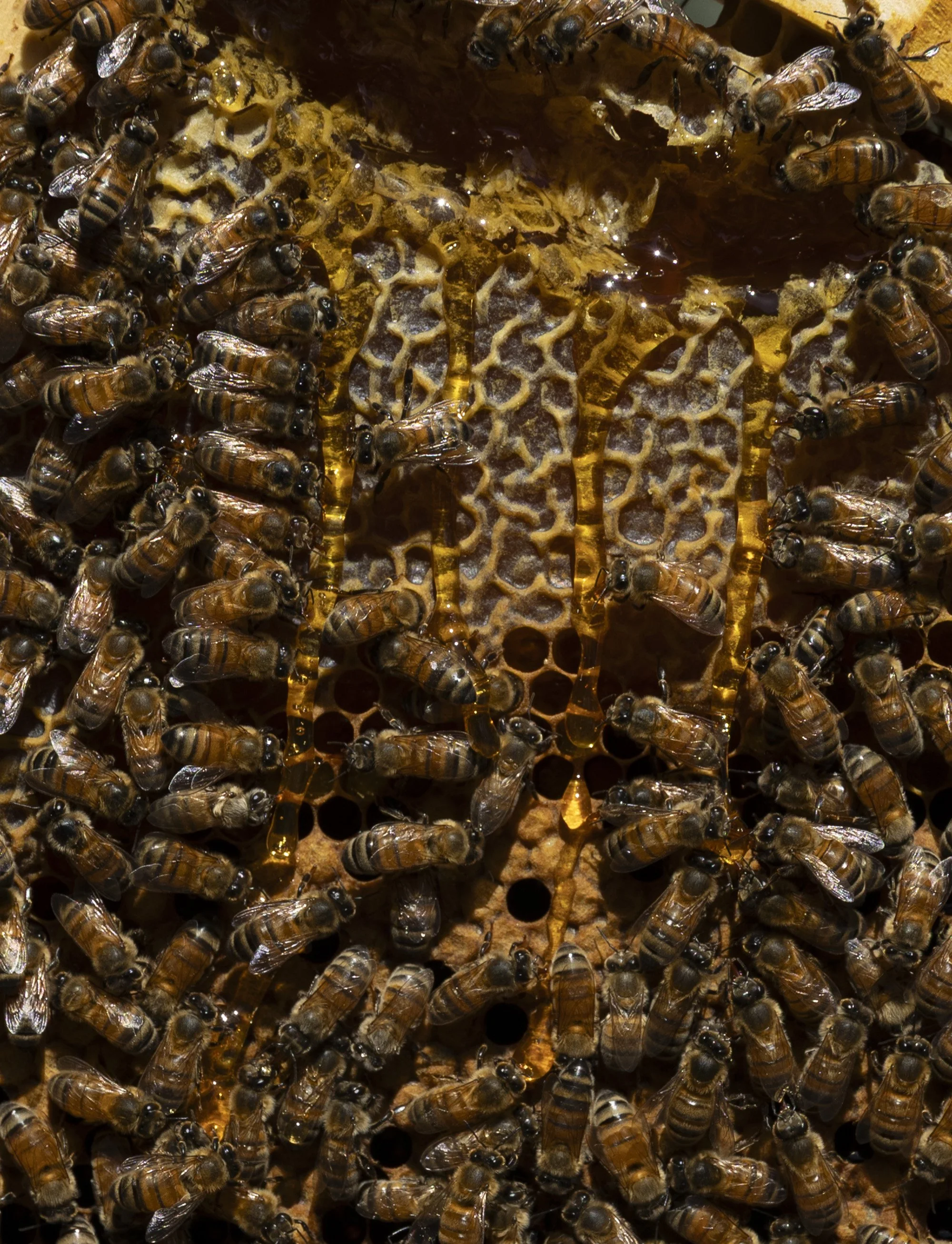 Honeybees sneak peek-44.jpg